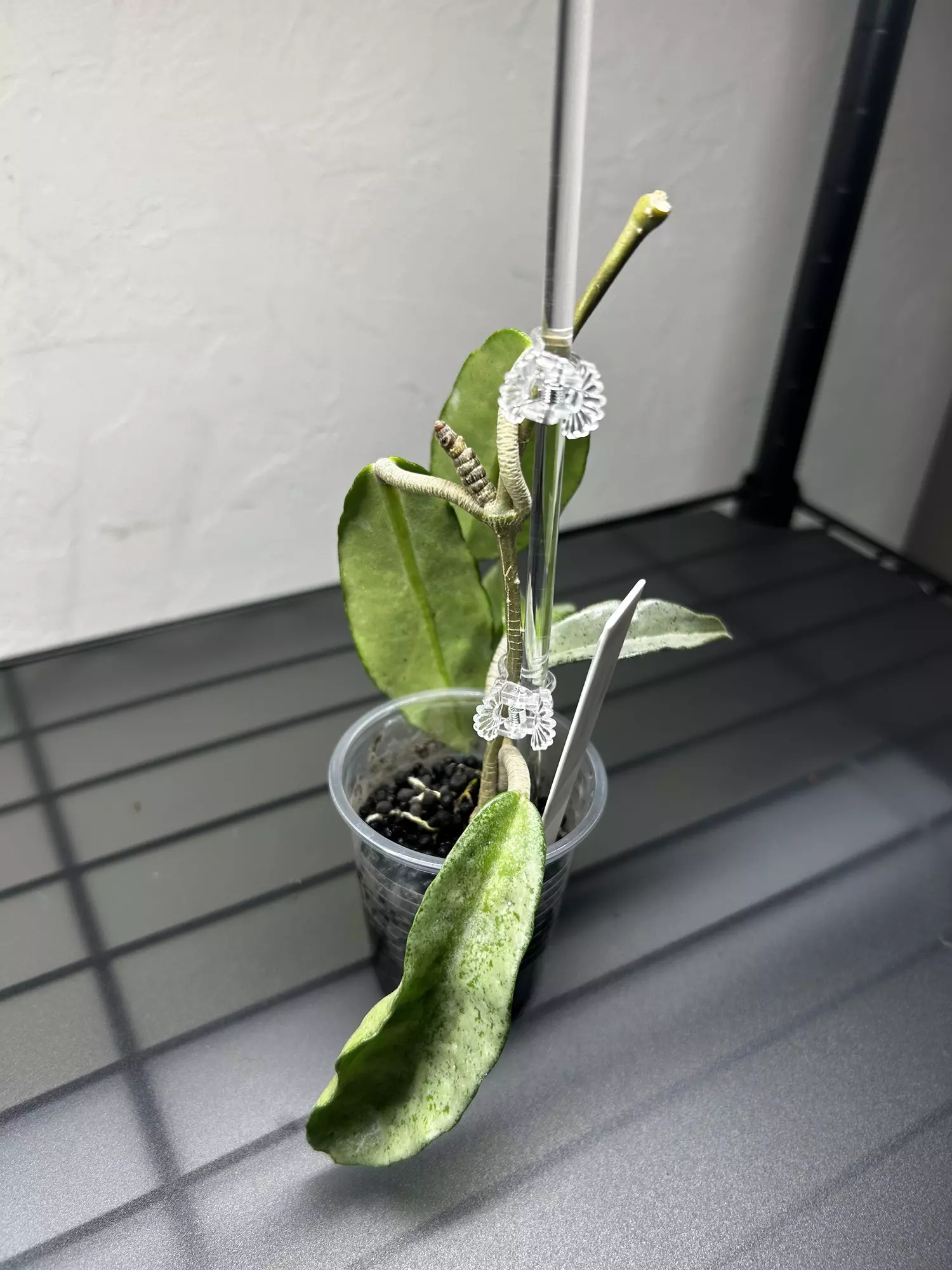 plant/Hoya Grey Ghost-3