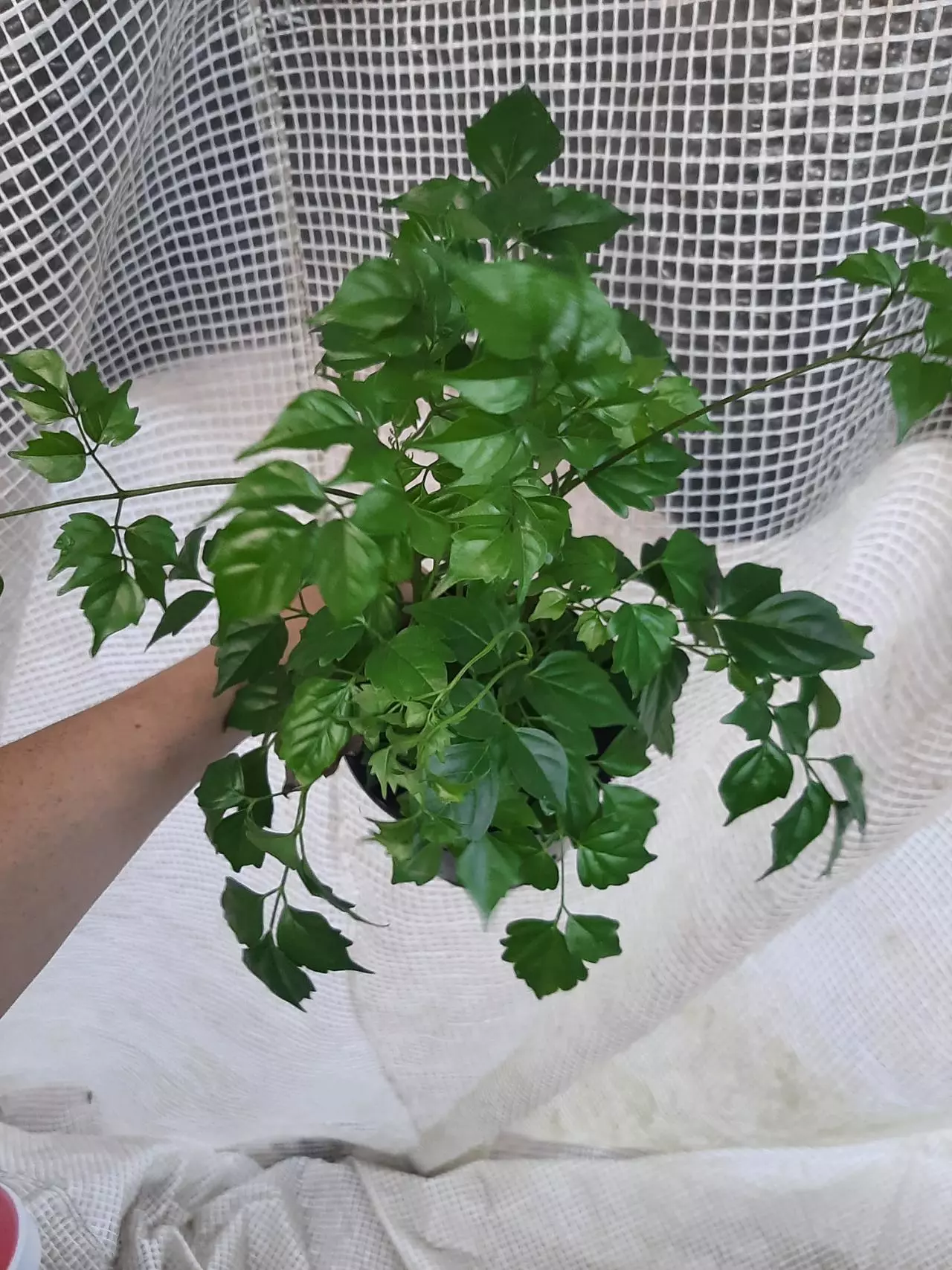 plant/China Doll-1