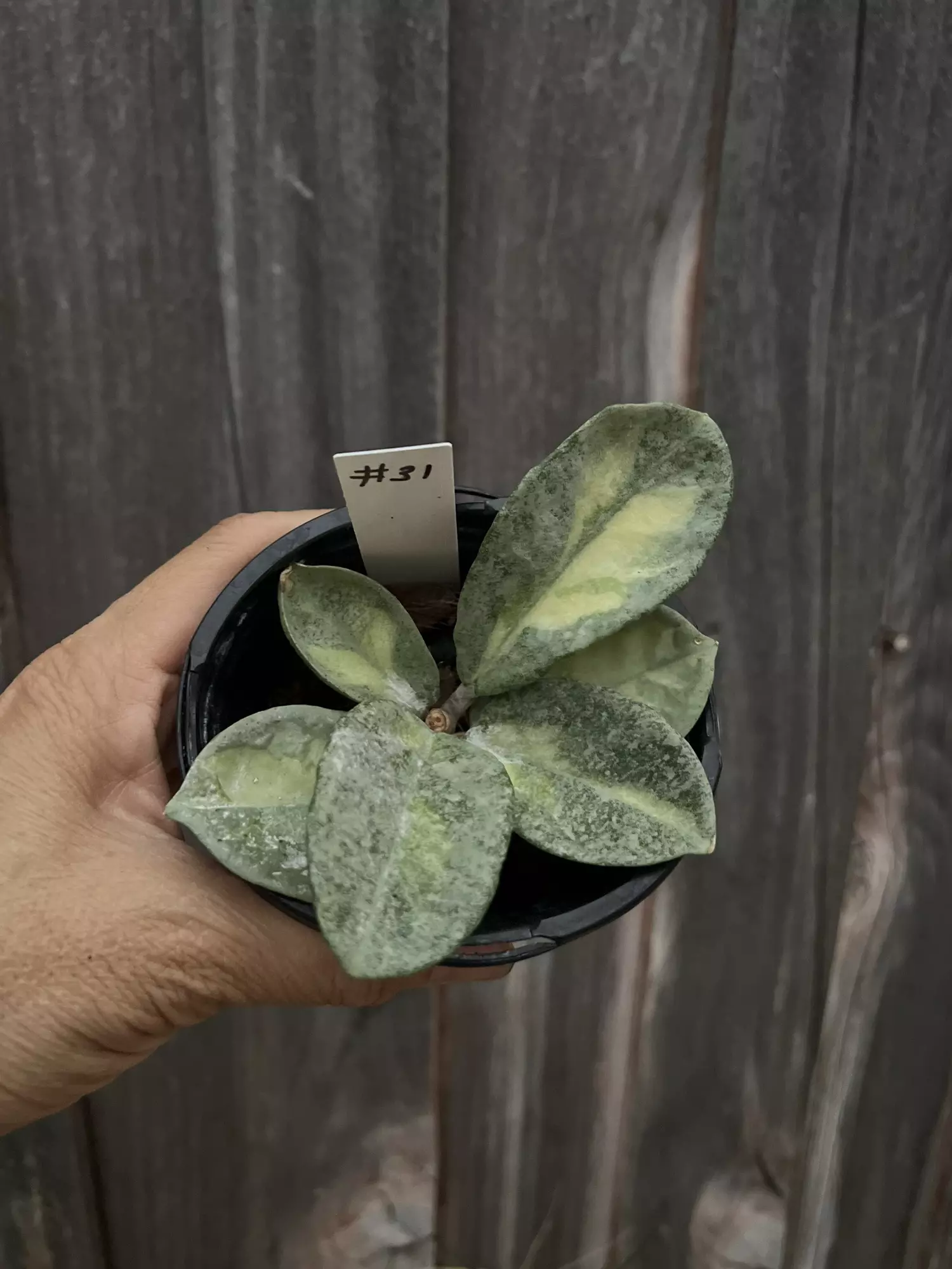 plant/Hoya carnosa agentina princess bottom cut-0
