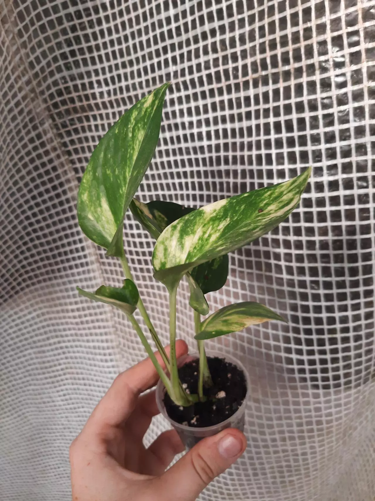 plant/Hawaiian Pothos-1