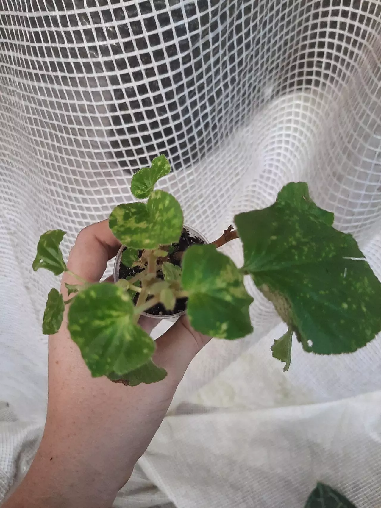 plant/Vari Pink Charm Begonia-0