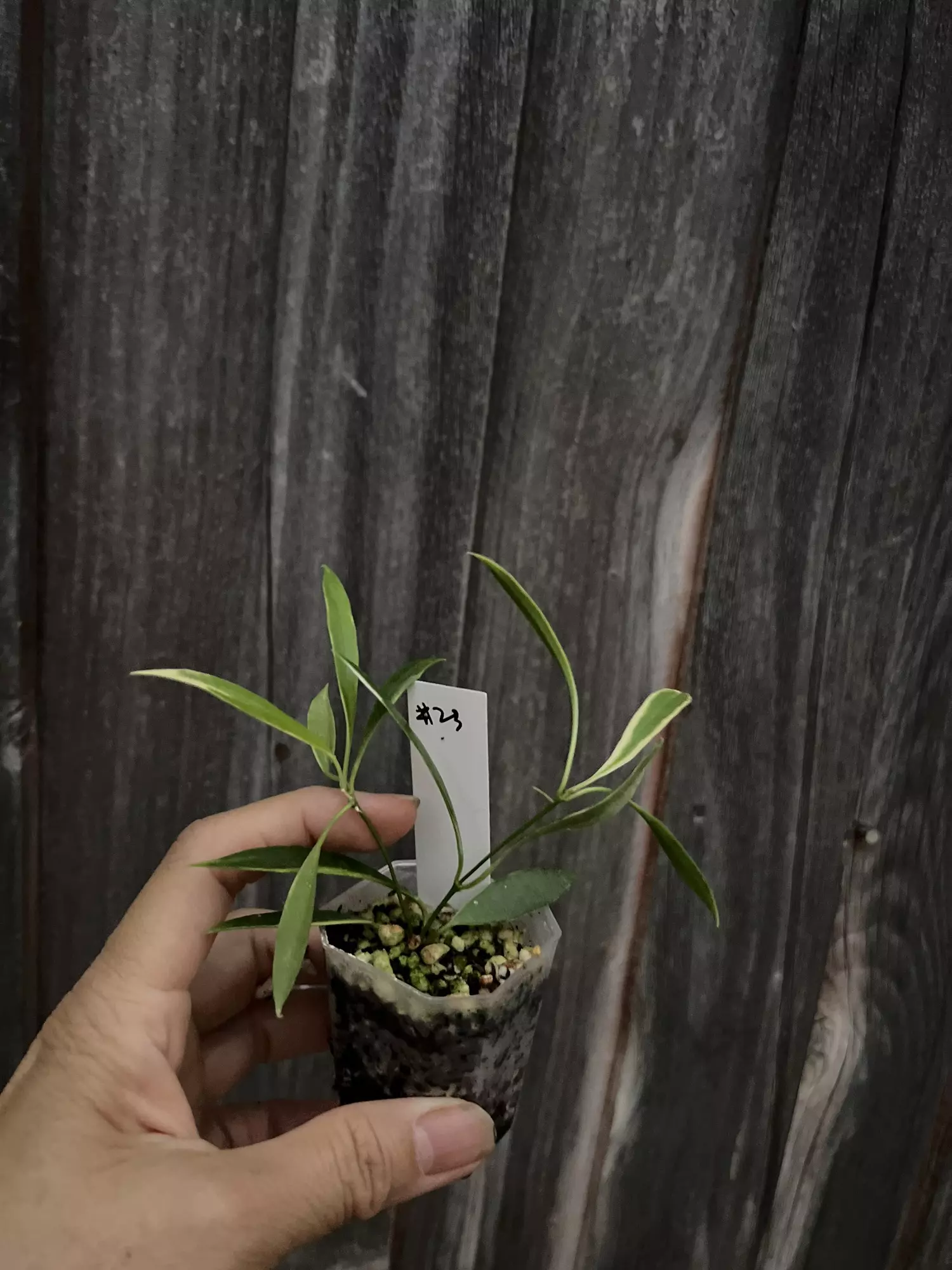 plant/Hoya tsangii albo-0