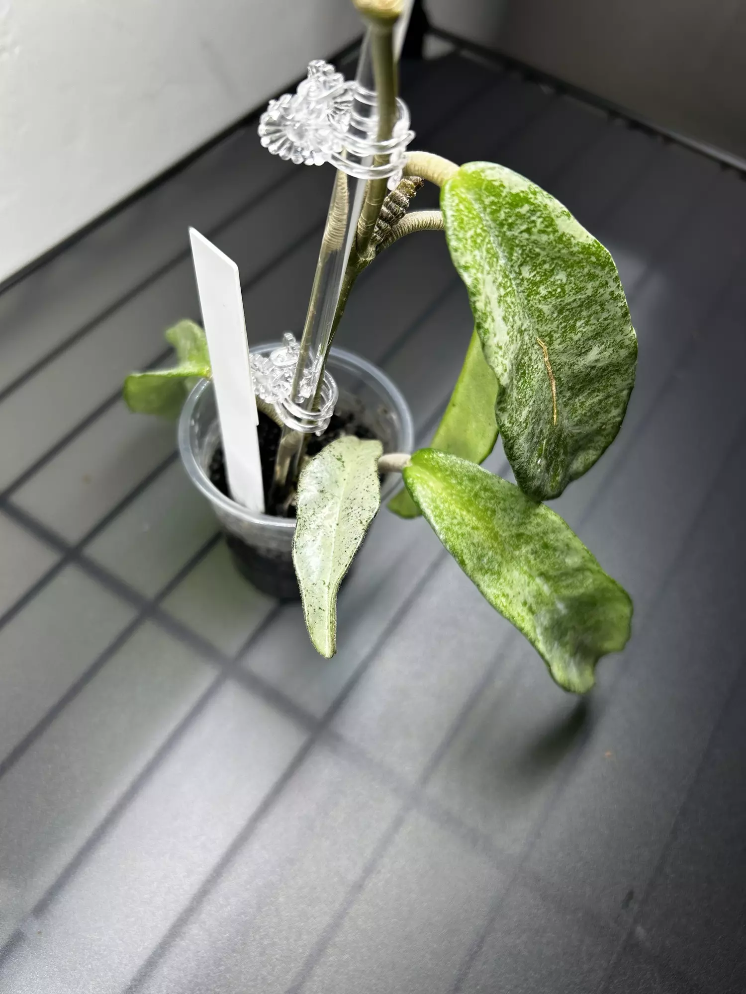 plant/Hoya Grey Ghost-0