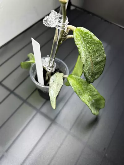 plant/Hoya Grey Ghost-0-thumbnail