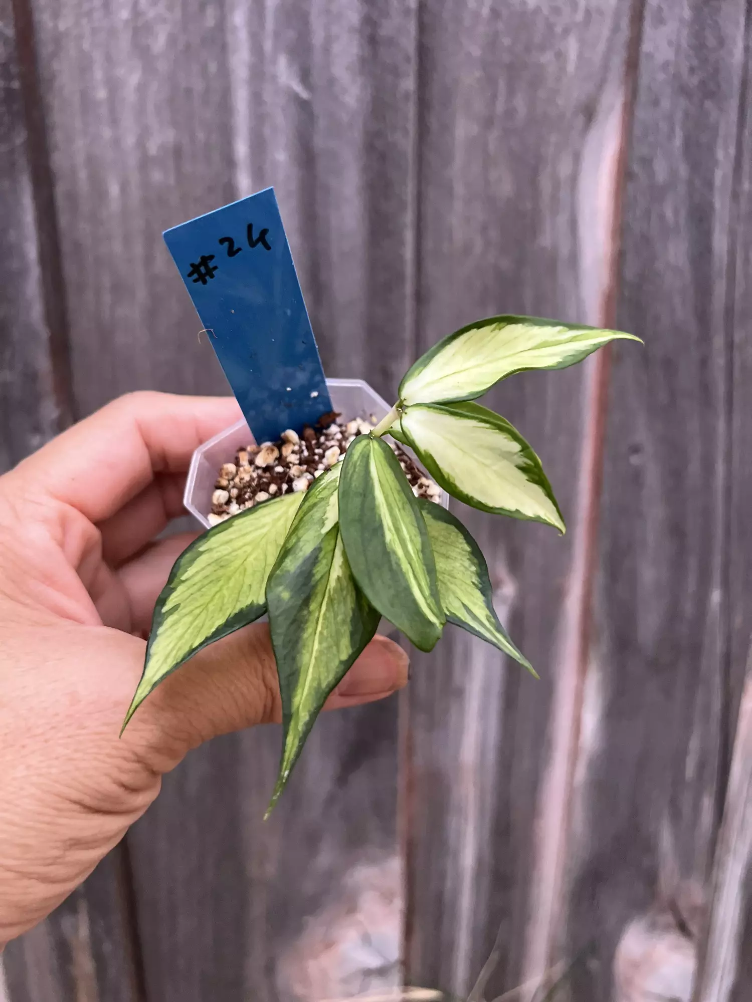 plant/Hoya polyneura inner variegated-0