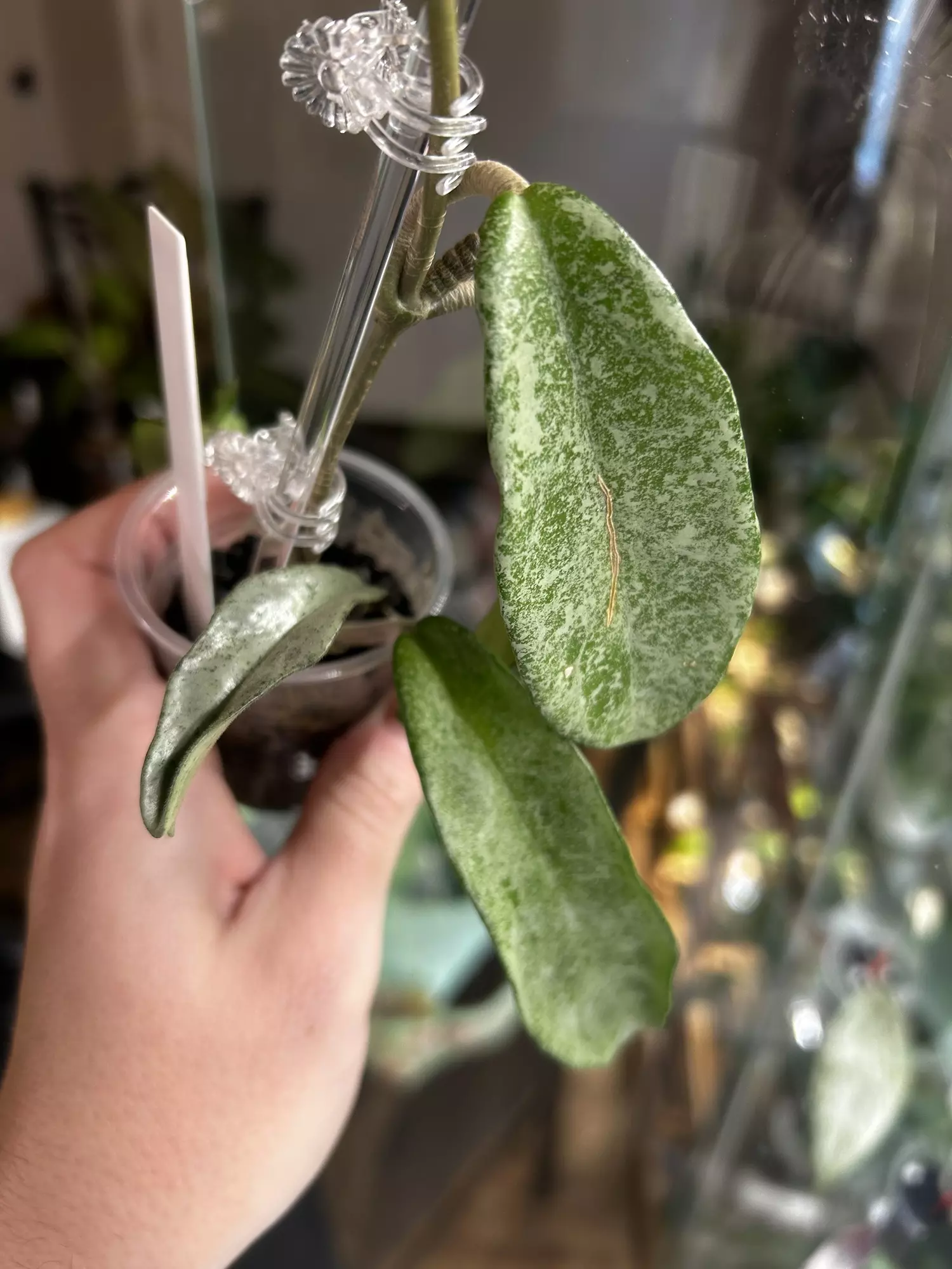 plant/Hoya Grey Ghost-1