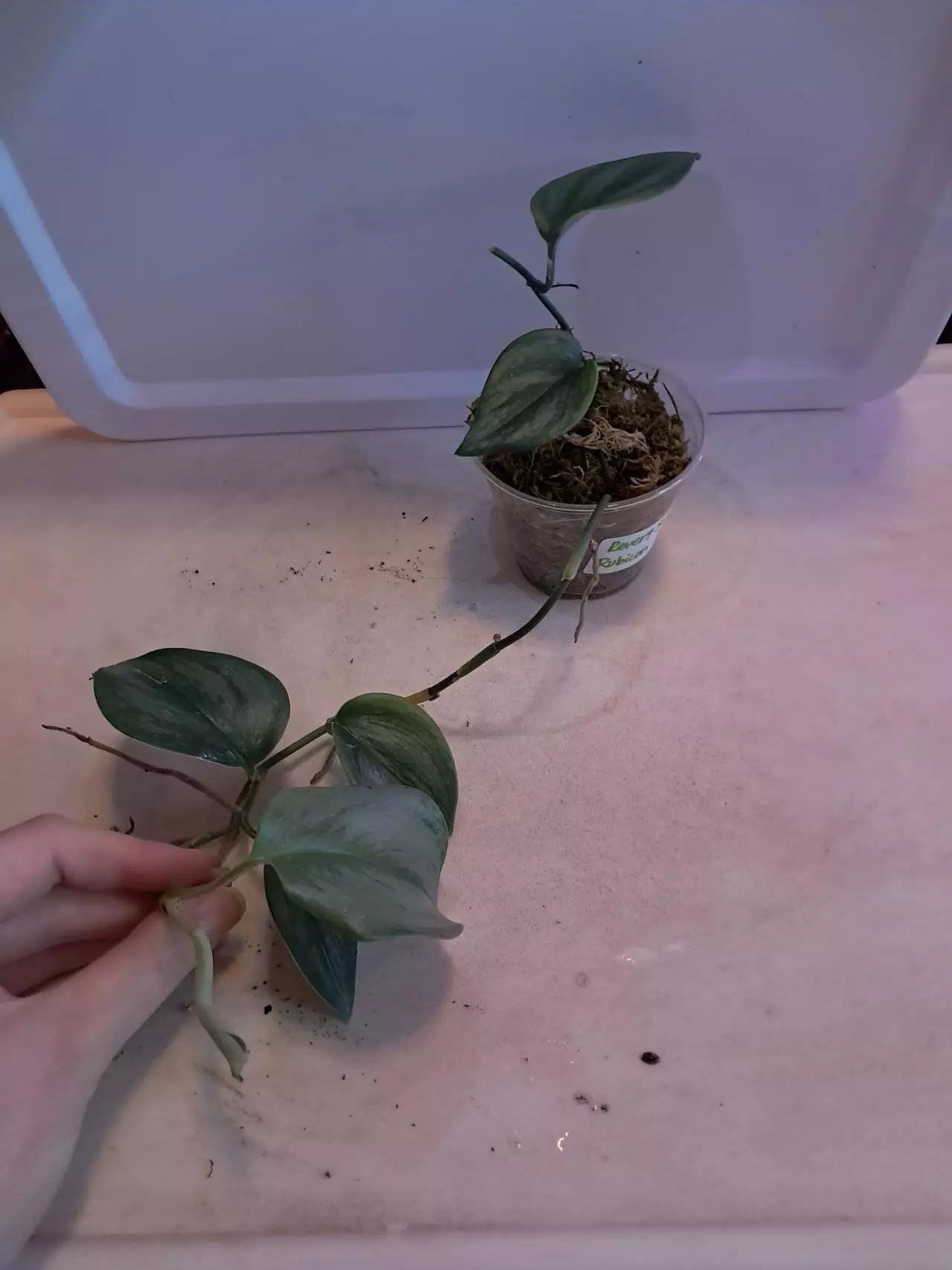 plant/Scindapsus Rubicon!-0