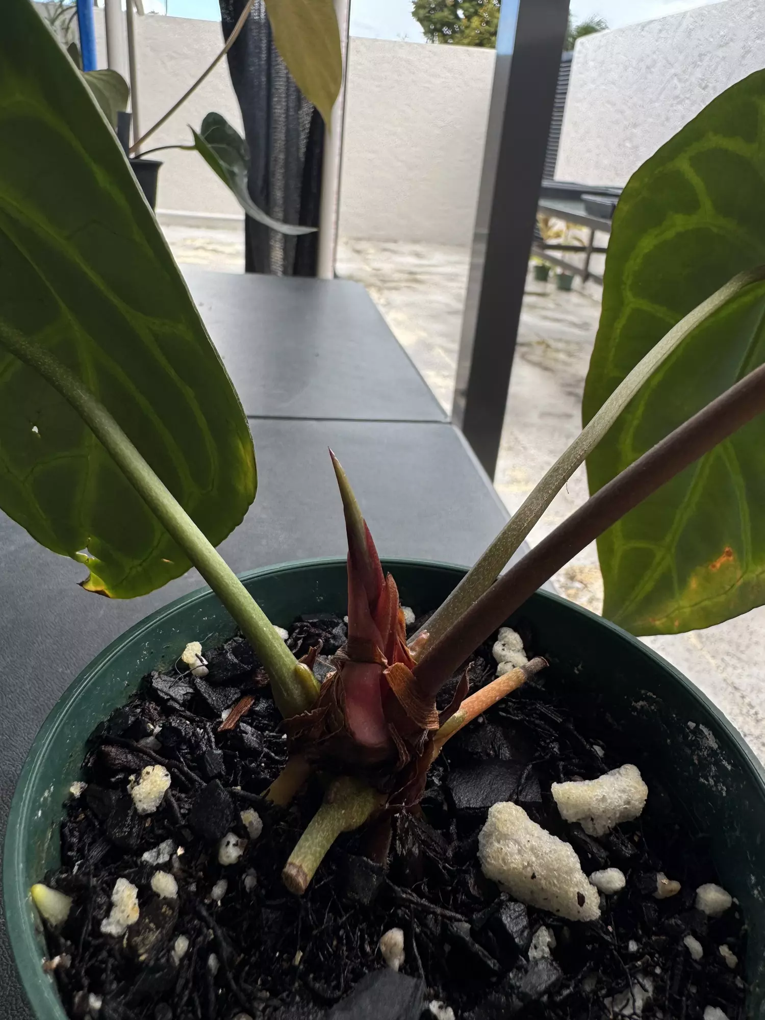 plant/Anthurium Brielle-2