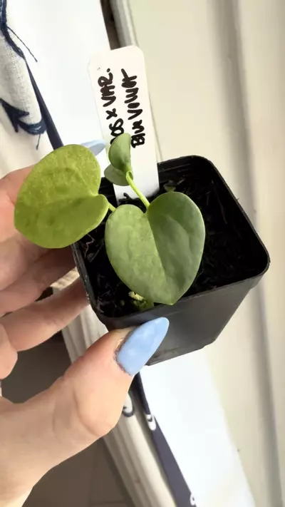 plant/Mint var-Aos x variegated blue velvet seedling-1-thumbnail