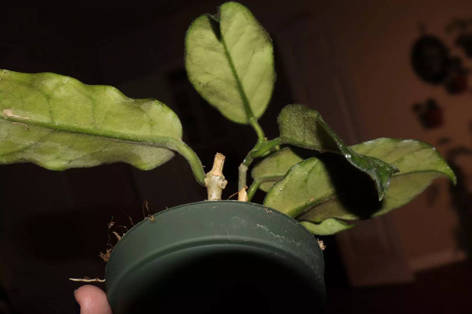 plant/Hoya Villosa-3
