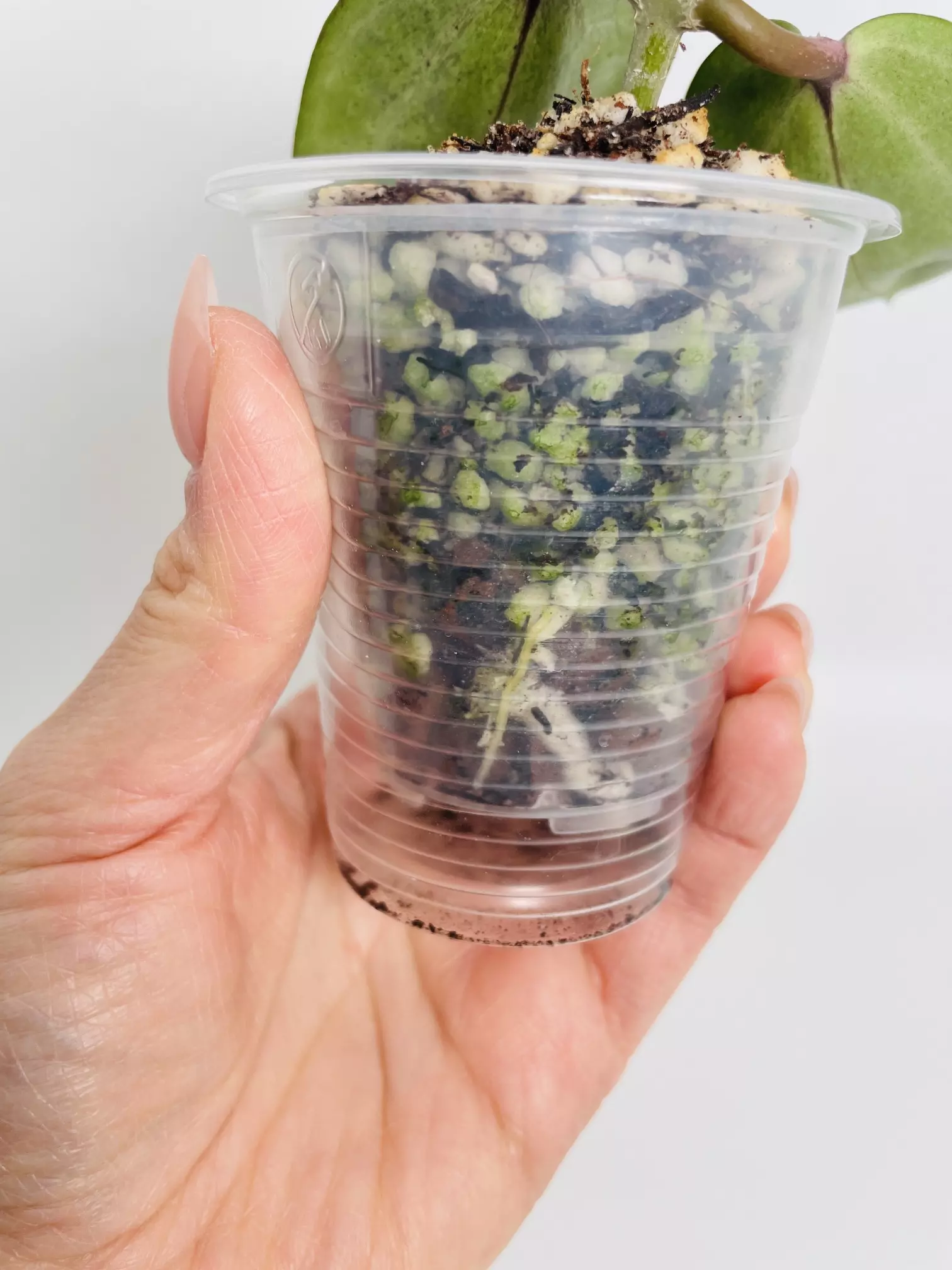 plant/Hoya Latifolia Silver 0542-2