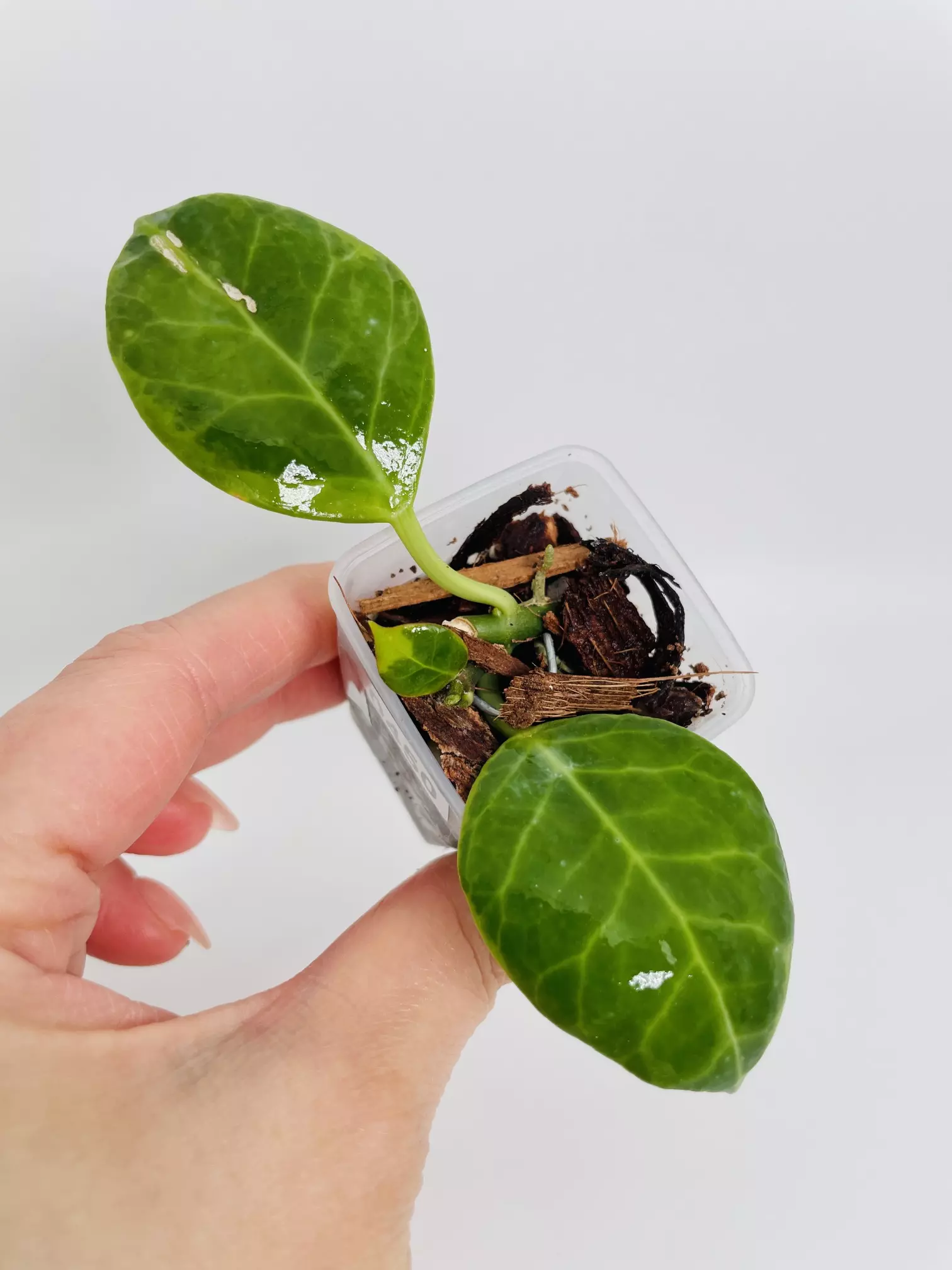 plant/Hoya Obscura Albo (outer var.) 0450-0