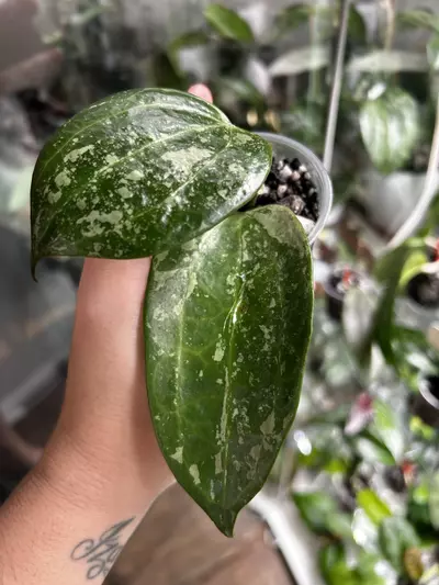 plant/Hoya Snow Leopard-0-thumbnail