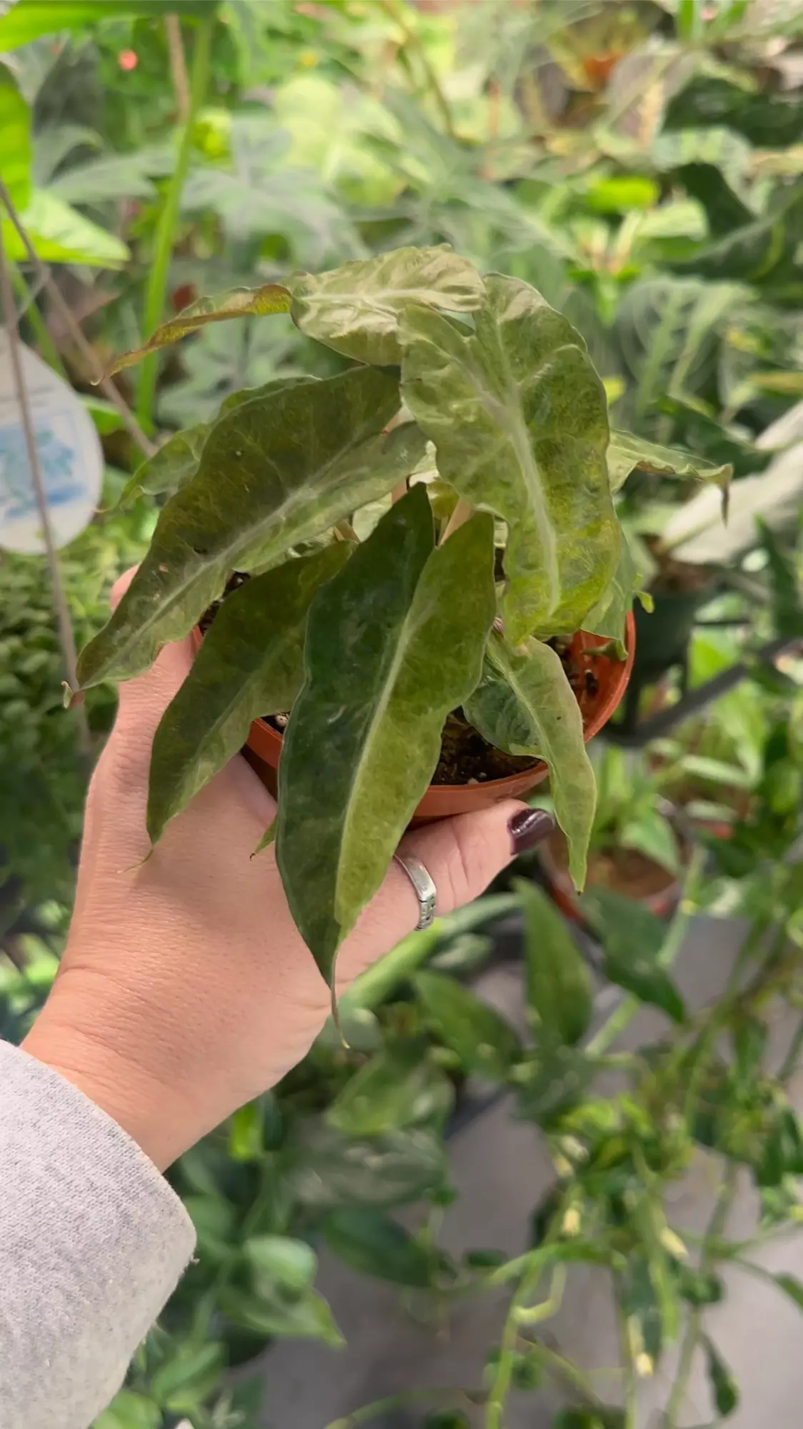 plant/Alocasia Polly variegated #1-0