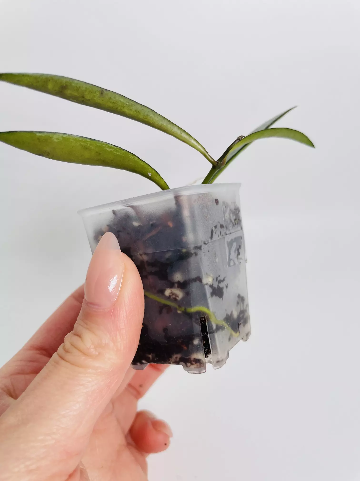 plant/Hoya Bamboo Silver-1