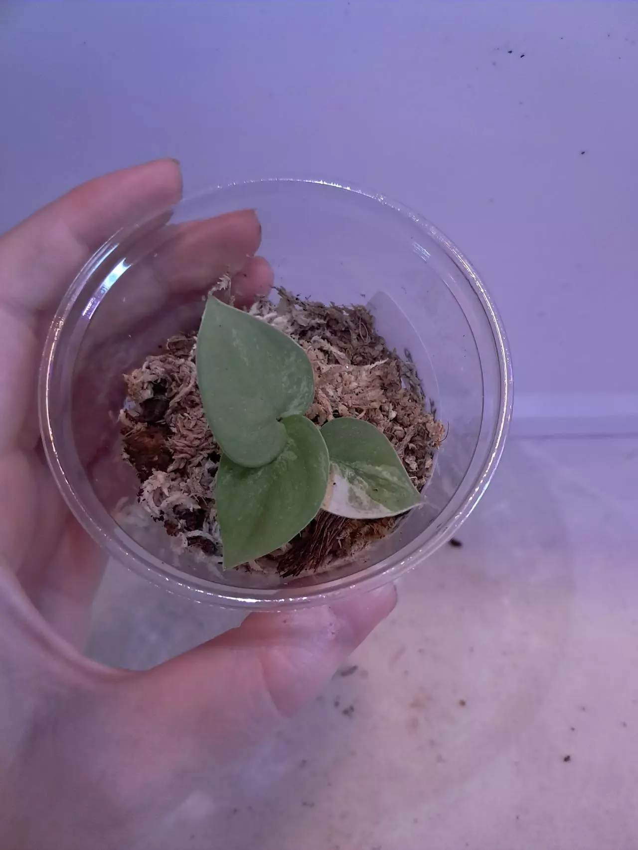 plant/Scindapsus Jade Satin Aurea!-0