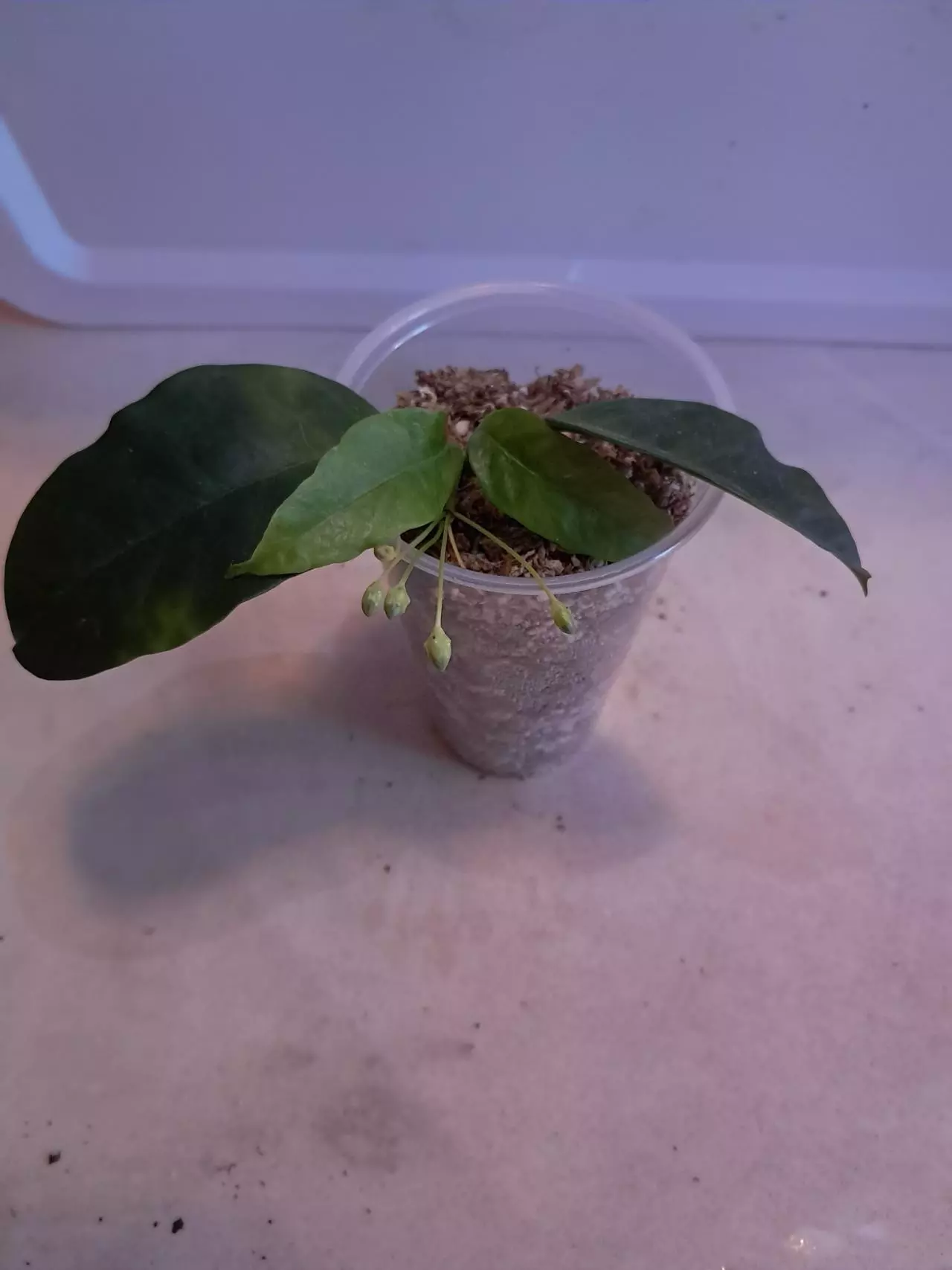 plant/Hoya Multiflora!-0