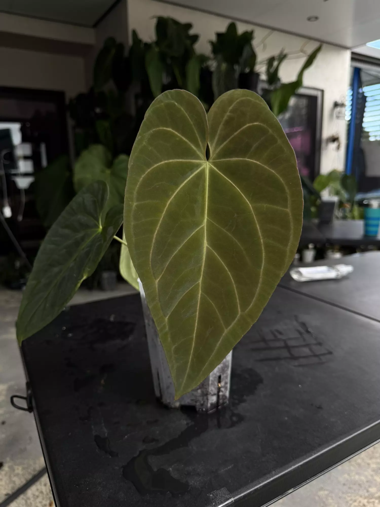 plant/Anthurium Wuhoo First Night  x RC Port-0
