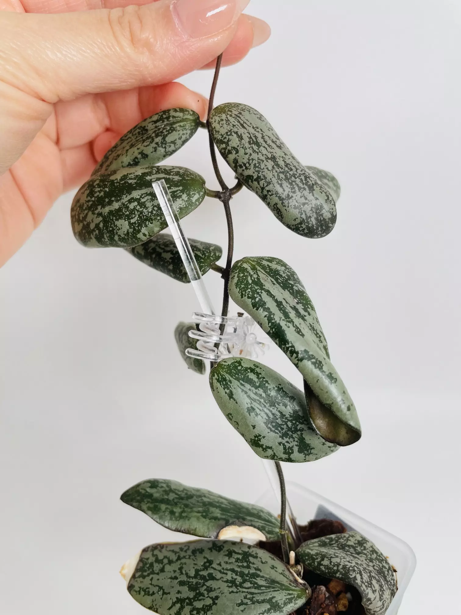 plant/Hoya Sigillatis 0365-1
