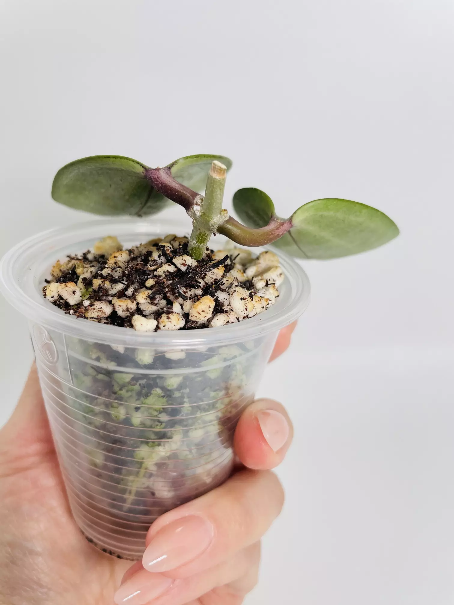 plant/Hoya Latifolia Silver 0542-1