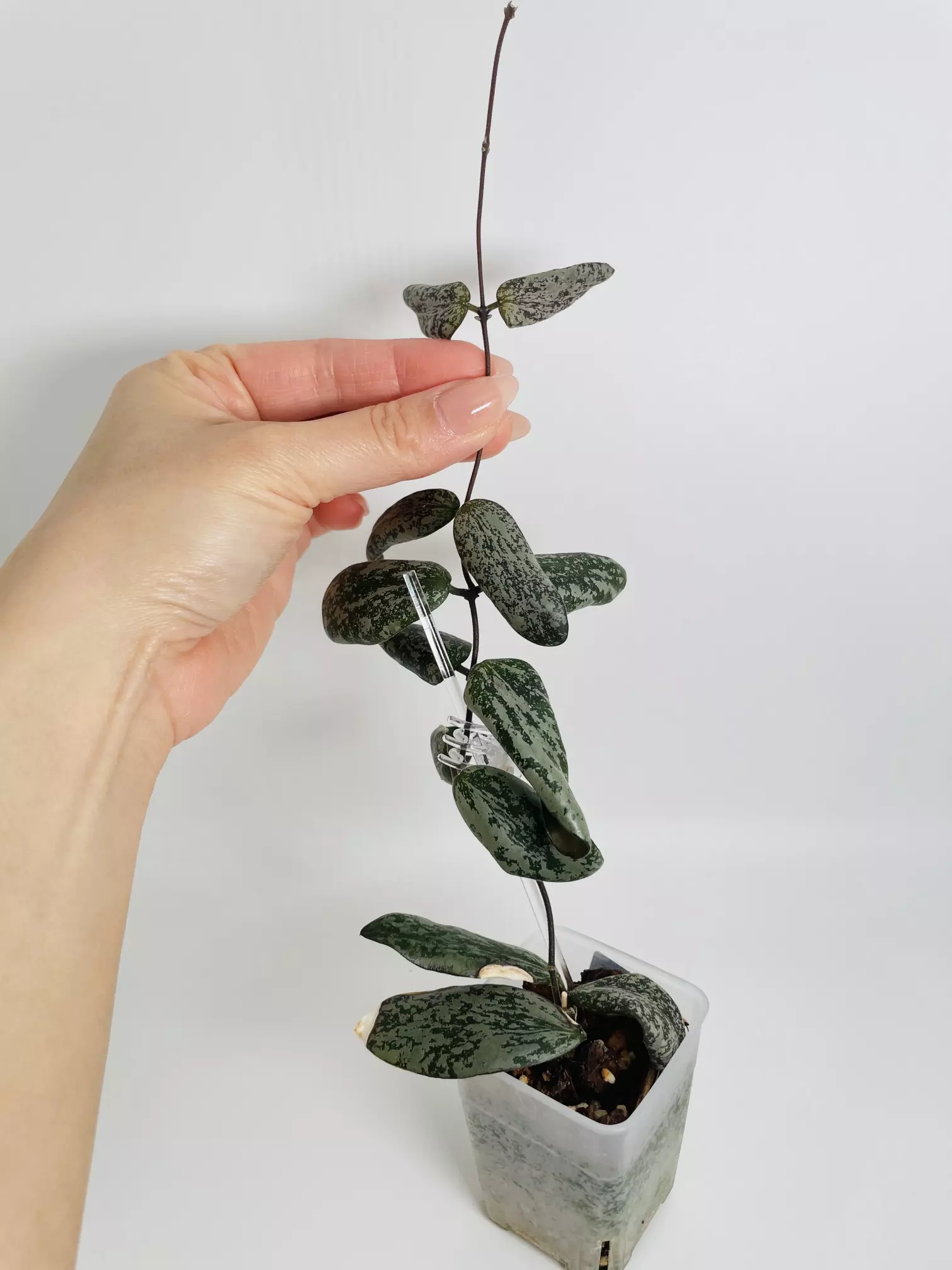 plant/Hoya Sigillatis 0365-0
