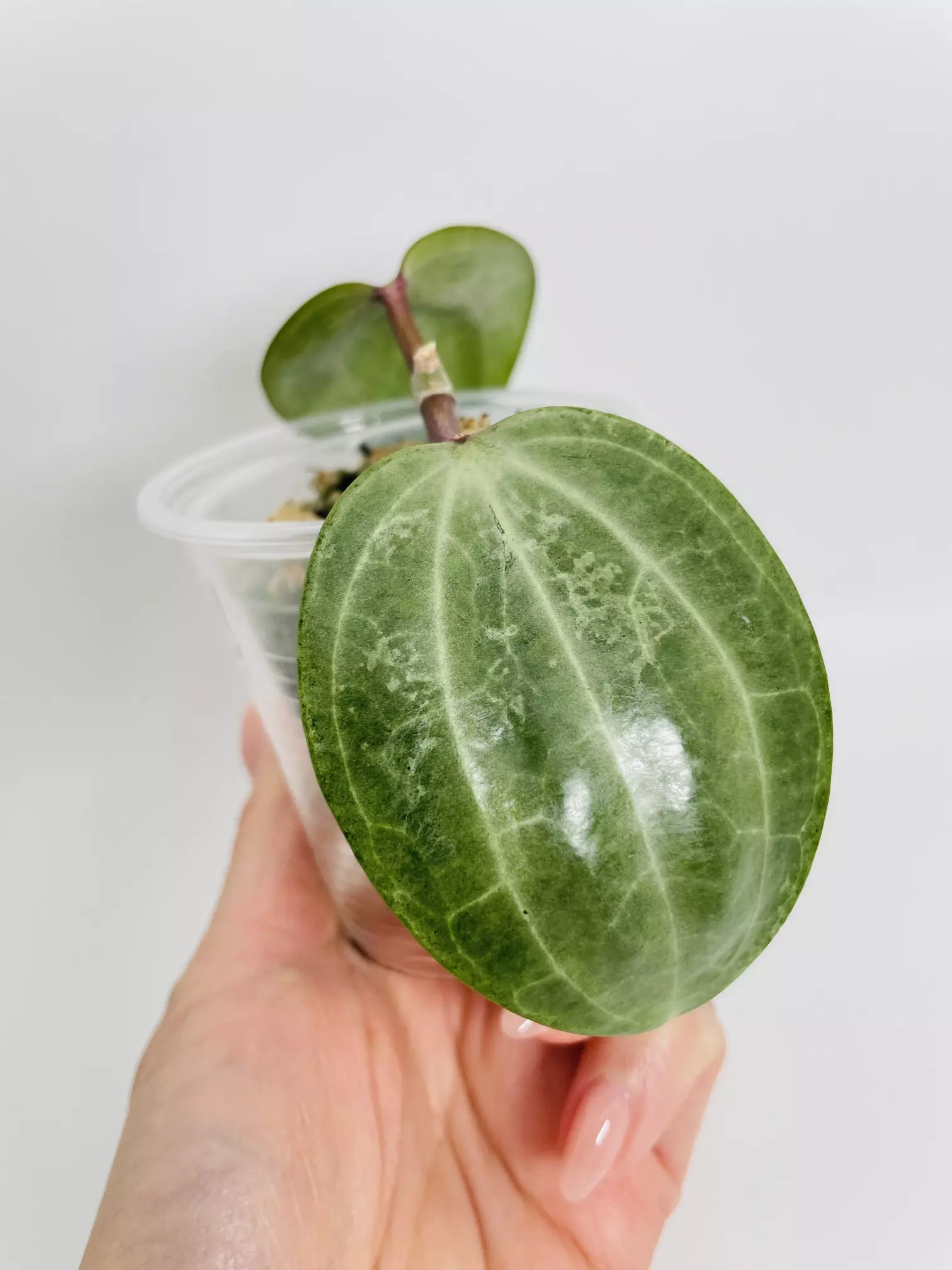 plant/Hoya Latifolia Silver 0543-0