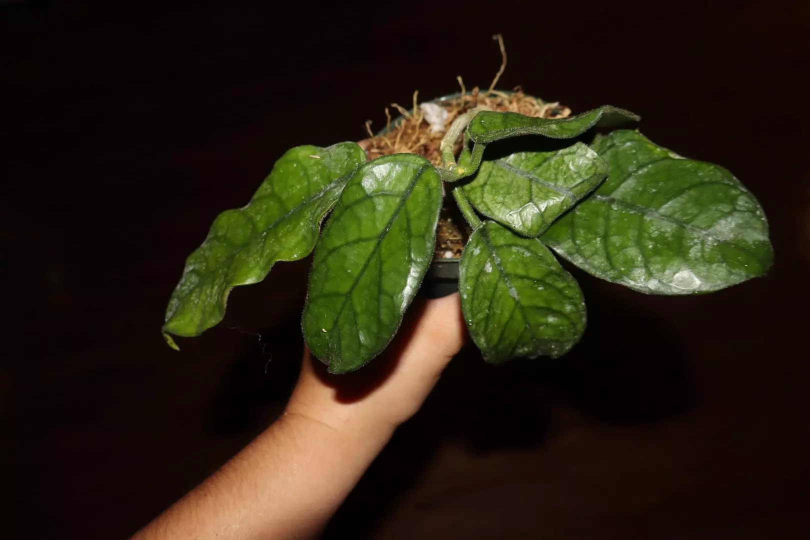 plant/Hoya Villosa-0