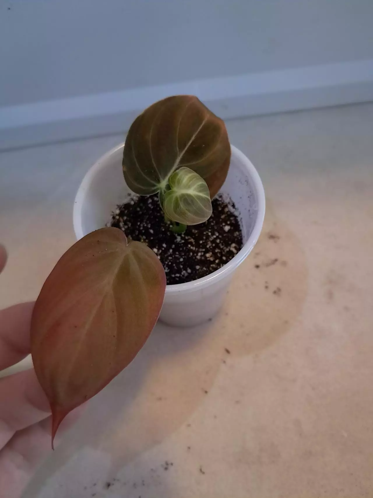 plant/Variegated Melano!-0