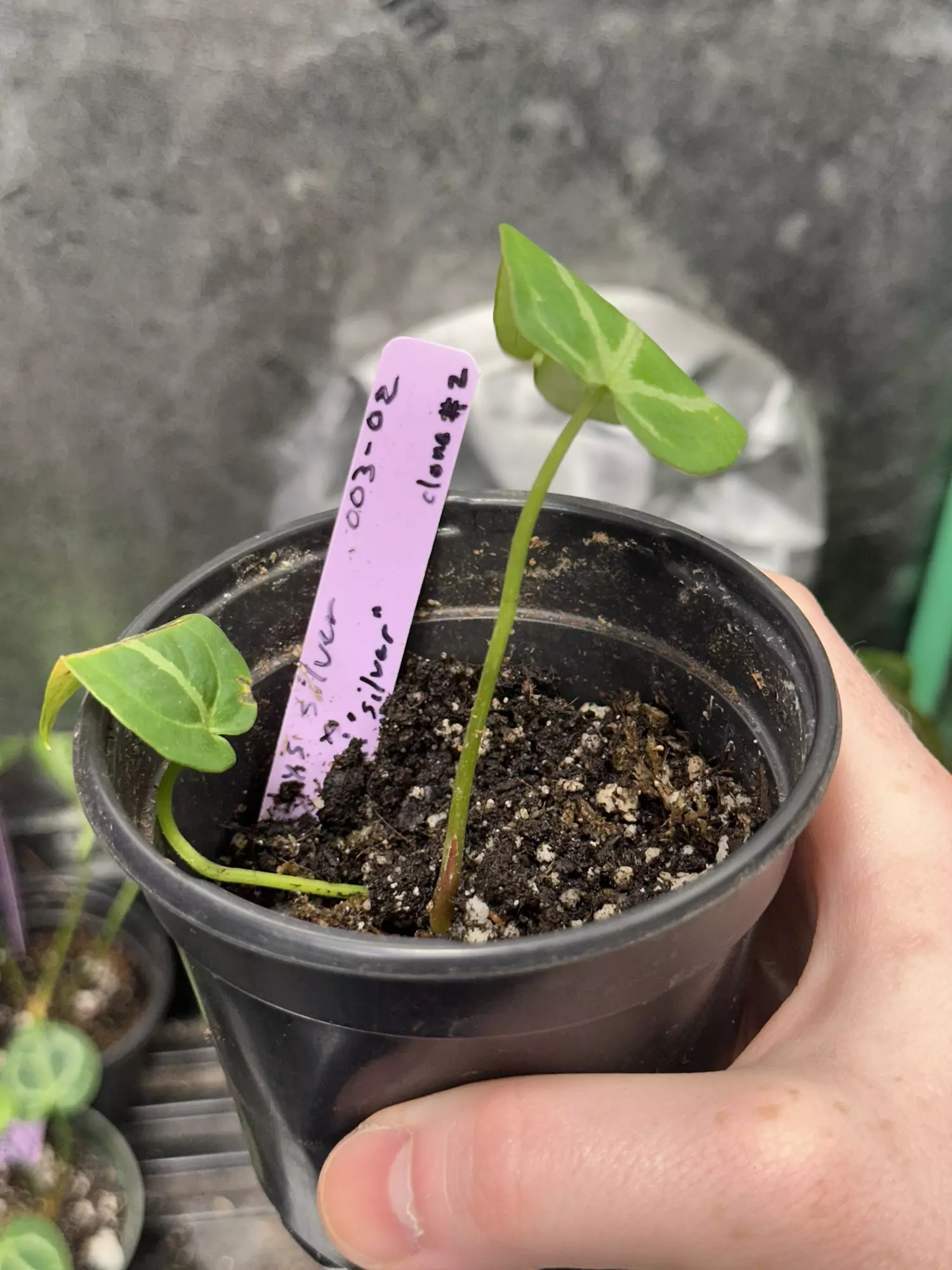 plant/Anthurium Selby’s Silver X Forgetii Silver-1