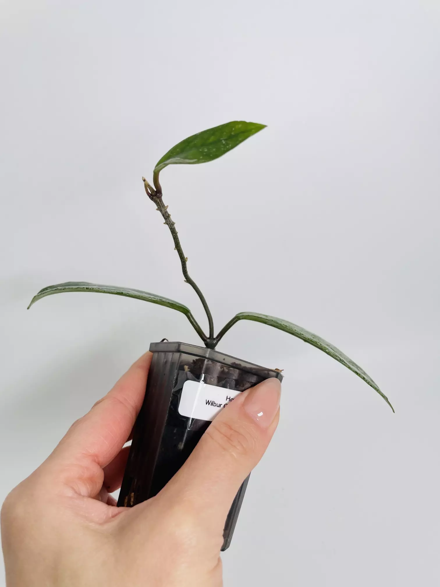 plant/Hoya Wilbur Graves China 0440-1