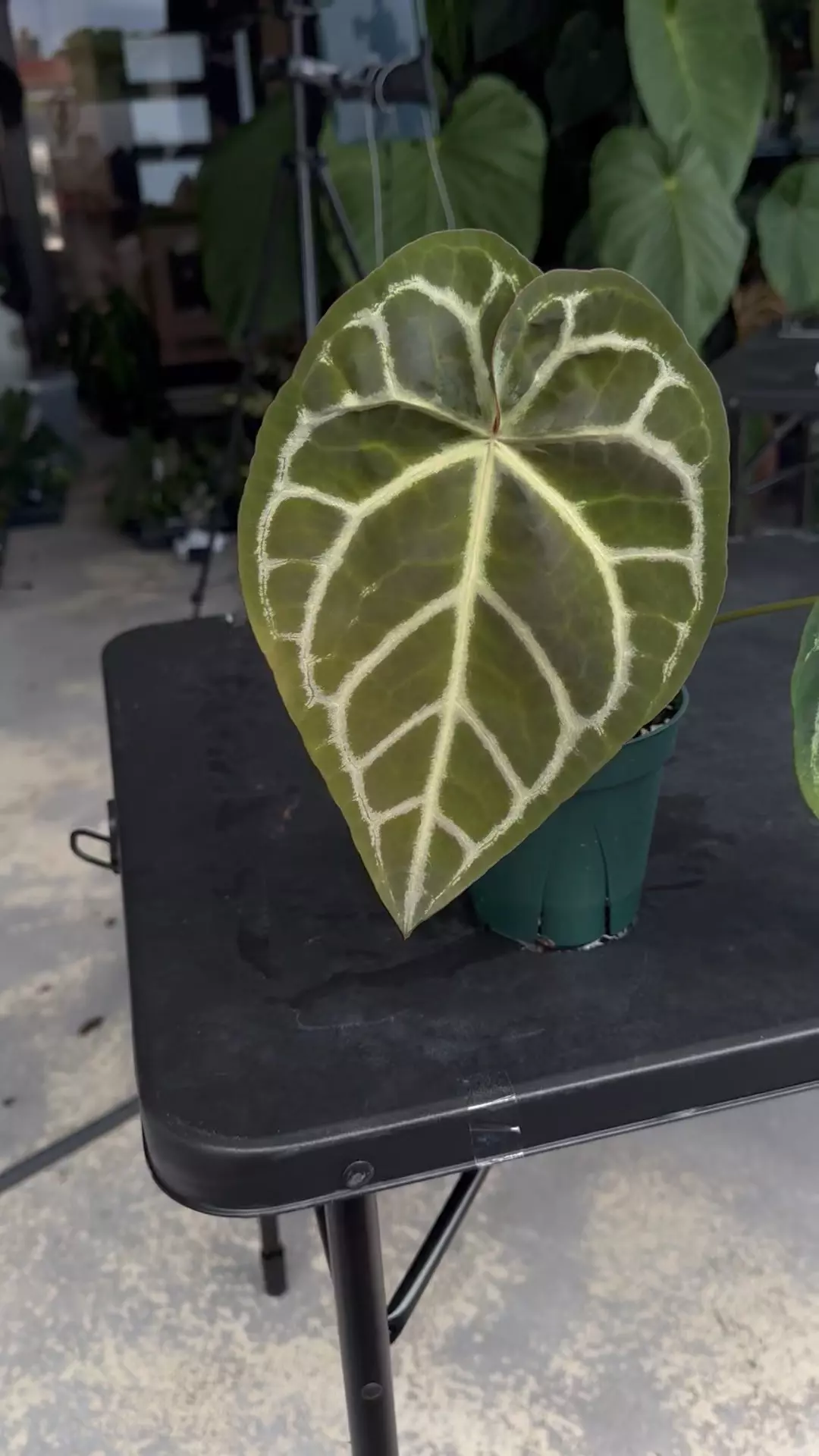 plant/Anthurium Brielle-1