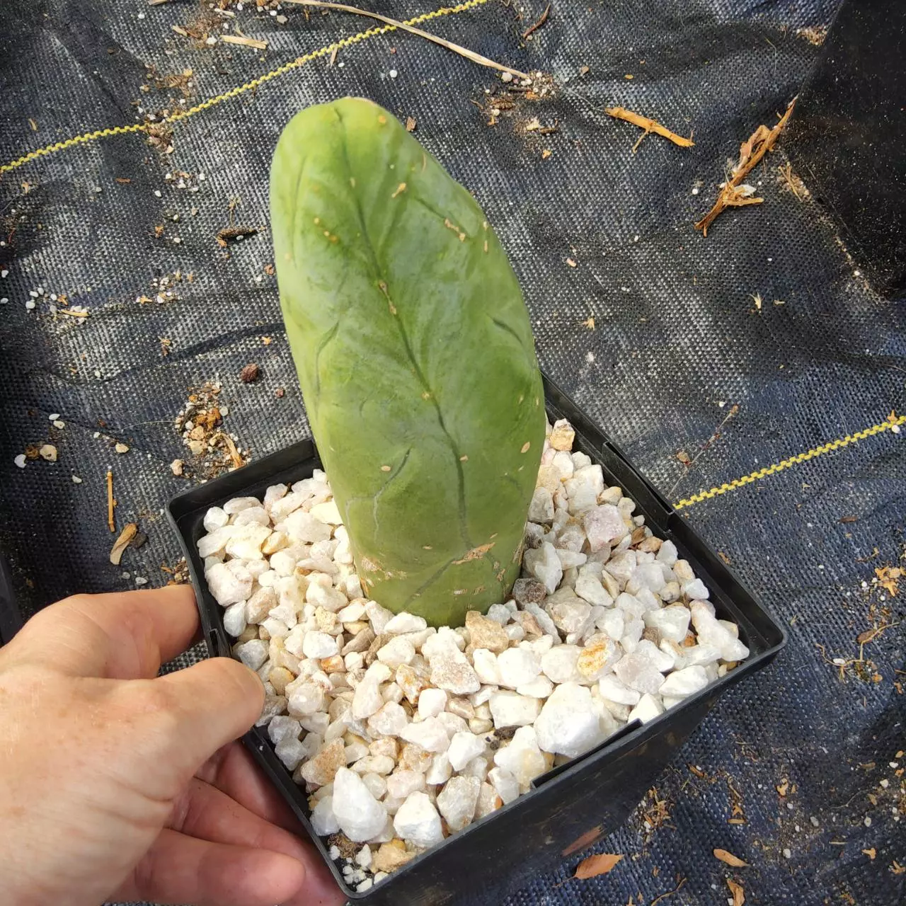 plant/TBM Clone A aka long form in 1 gallon-0