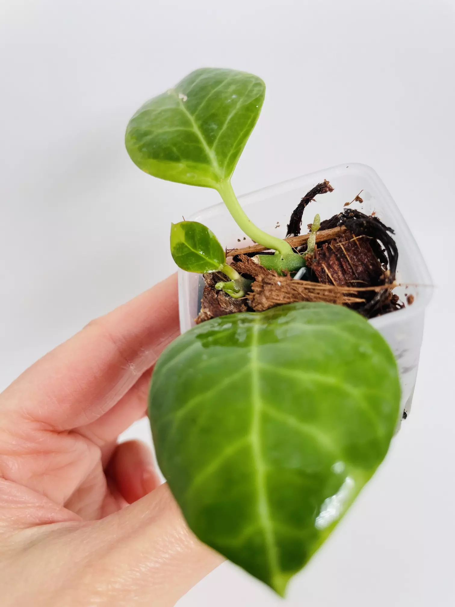 plant/Hoya Obscura Albo (outer var.) 0450-1