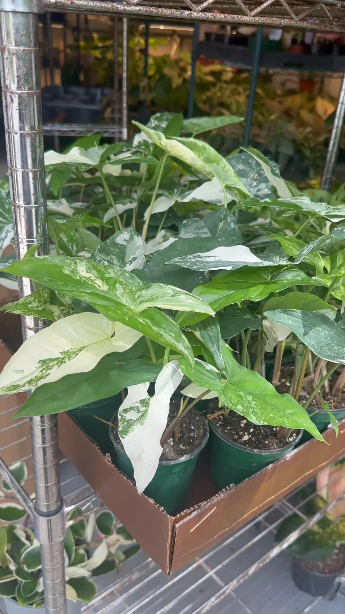 plant/Syngonium albo (growers choice)-0