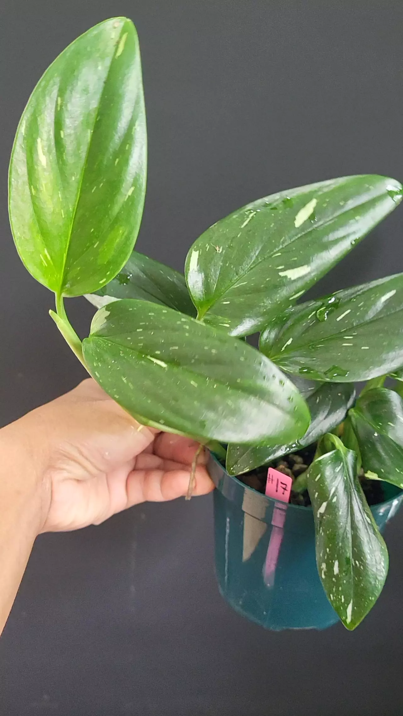 plant/4" Monstera Standleyana -0