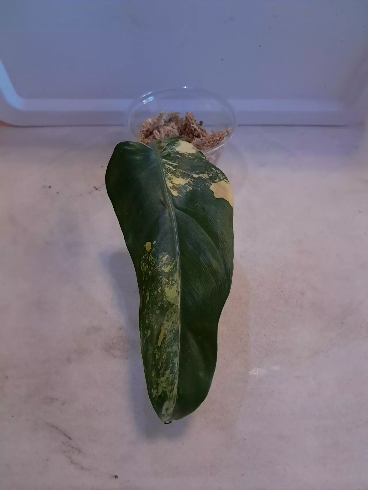 plant/Philodendron Variegated Domesticum!-0