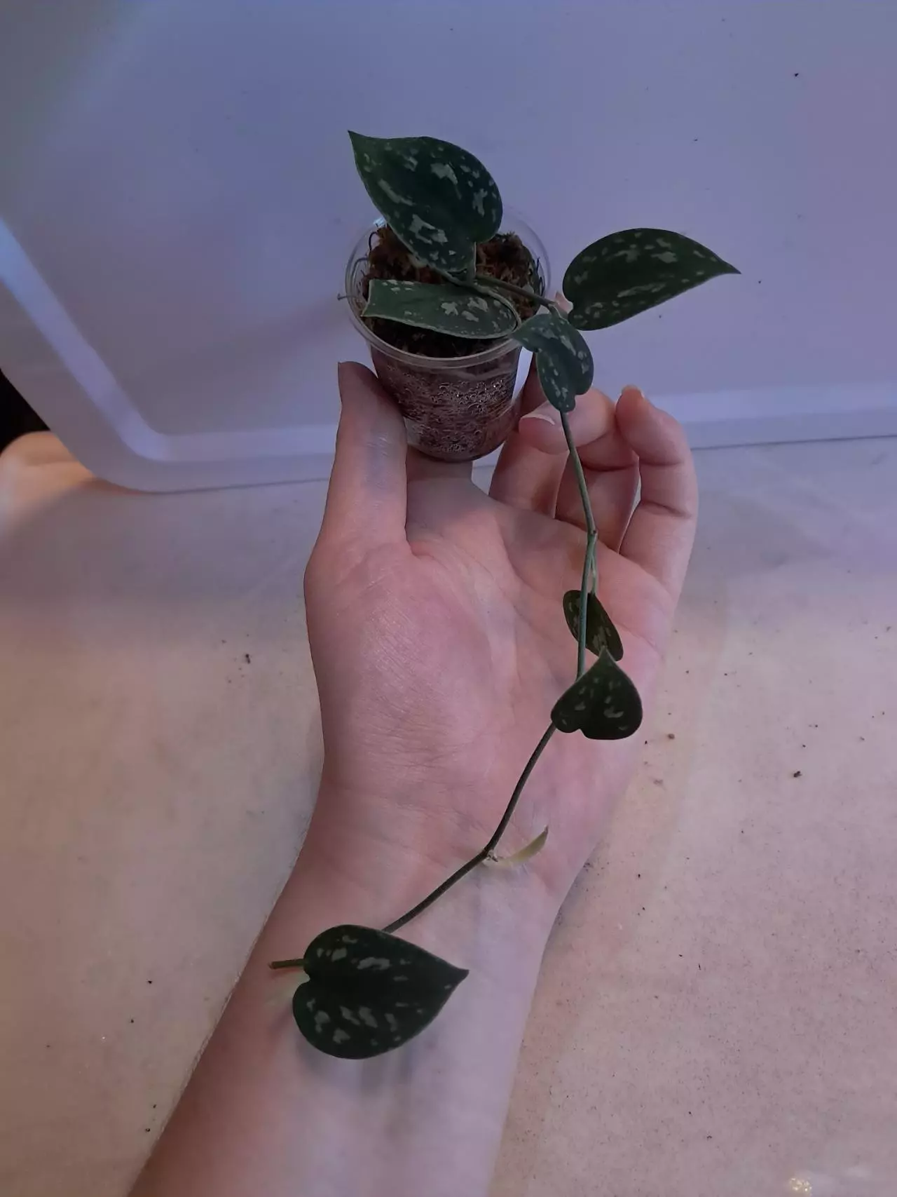 plant/Scindapsus Dark Tricolor!-0