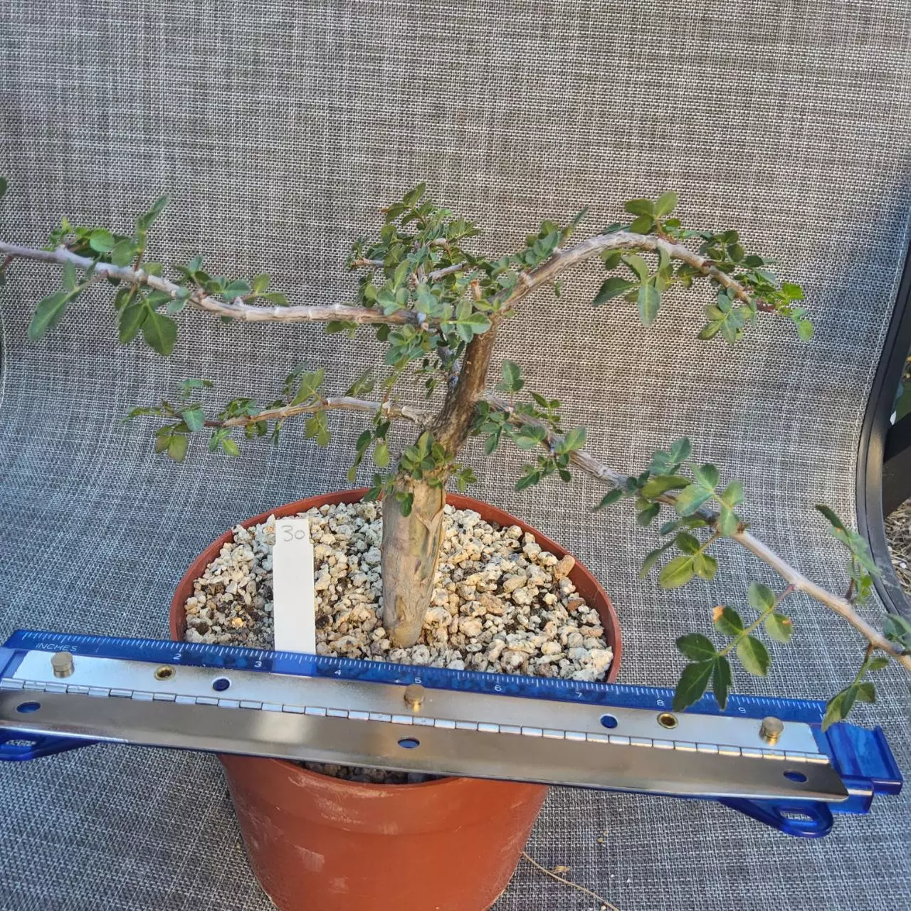 plant/30. Bursera fagaroides in 6"-0