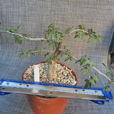 plant/30. Bursera fagaroides in 6"-0-thumbnail