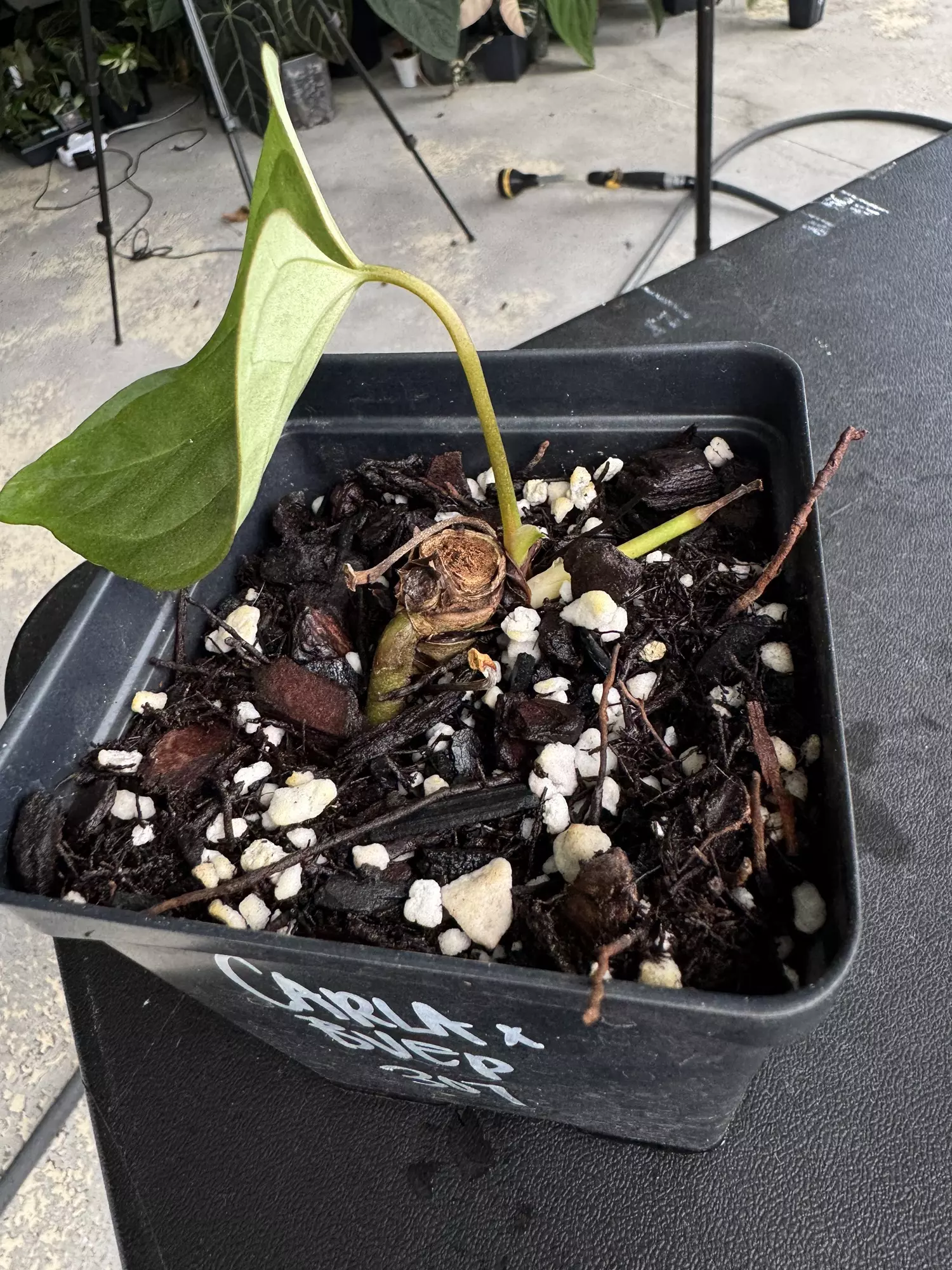 plant/Tezula Anthurium Carla BVEP Butt Cut Rehab-1