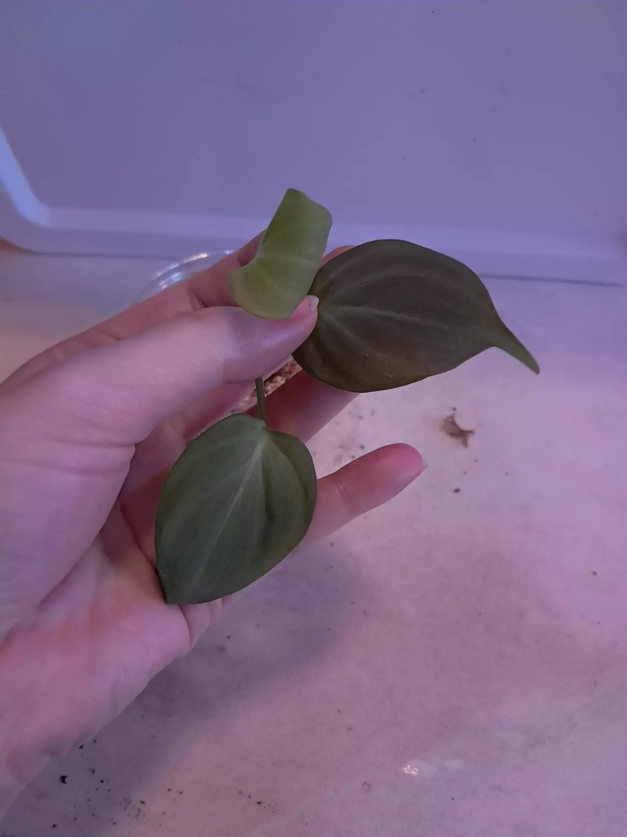 plant/Philodendron Composportianum!-0