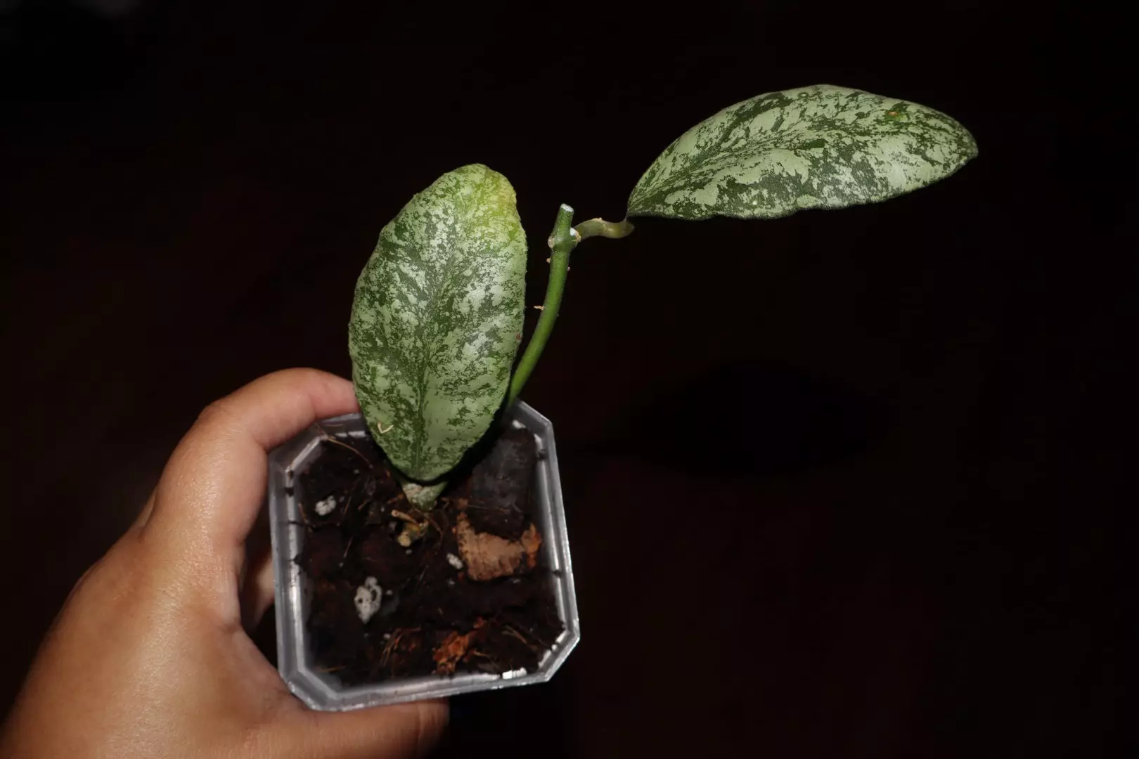 plant/Hoya Waymaniae “Cloudy Sky”-0