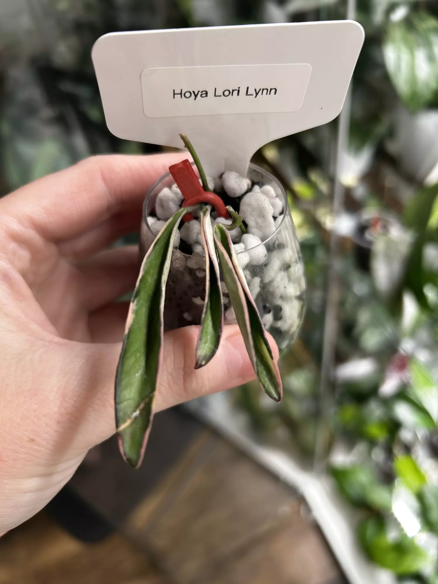 plant/Hoya Lori Lynn UNROOTED CUTTINGS (ADD ON ONLY)-0