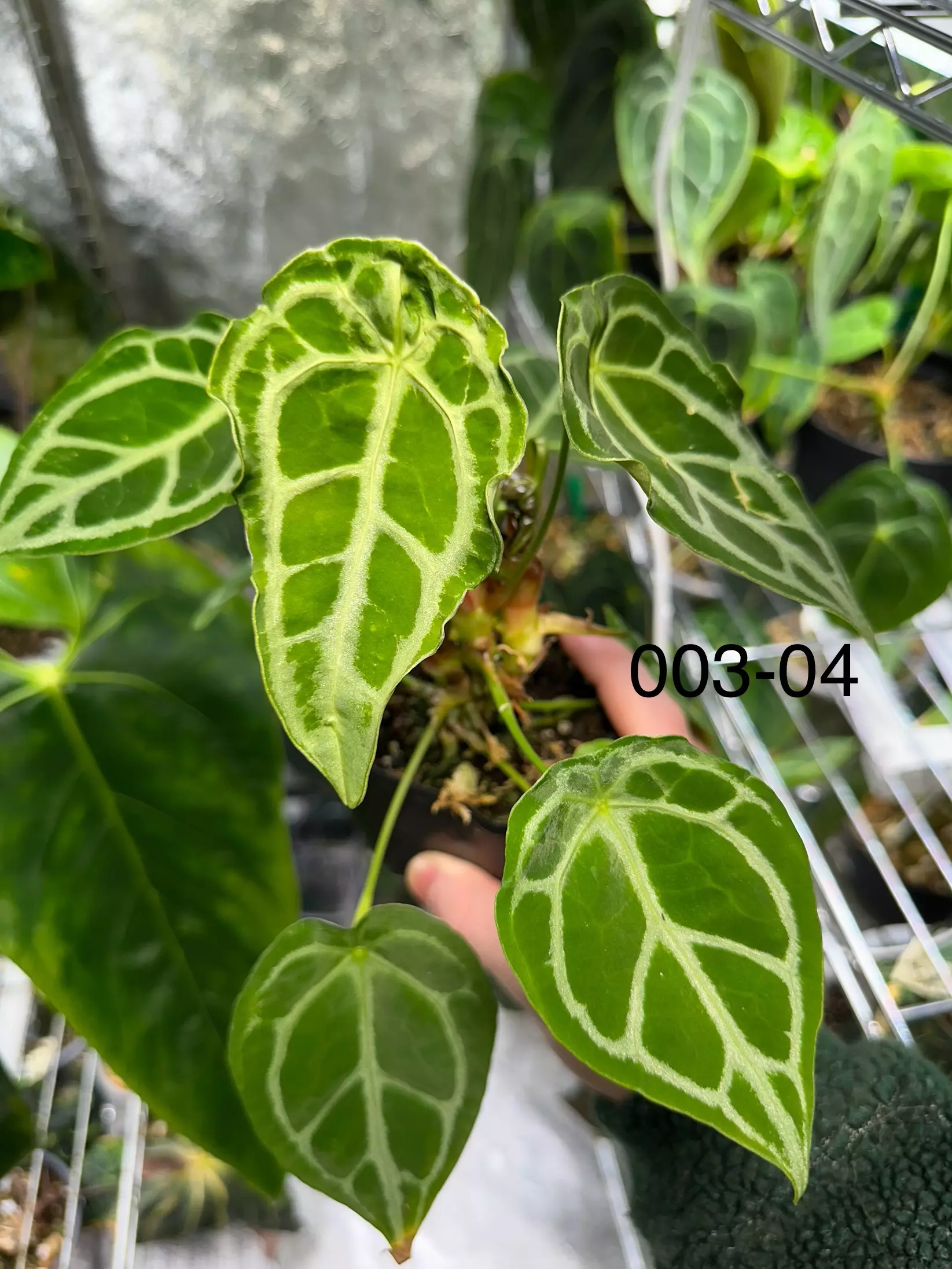 plant/Anthurium Selby’s Silver X Forgetii Silver-1