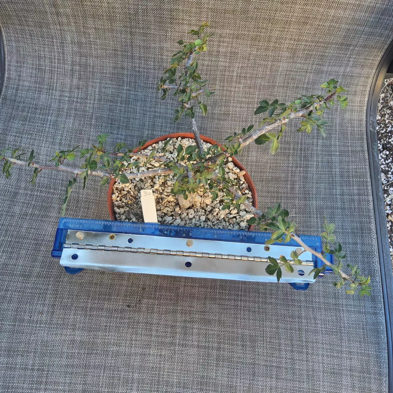 plant/30. Bursera fagaroides in 6"-1