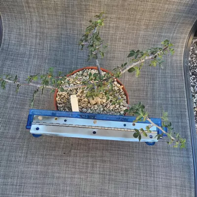 plant/30. Bursera fagaroides in 6"-1-thumbnail