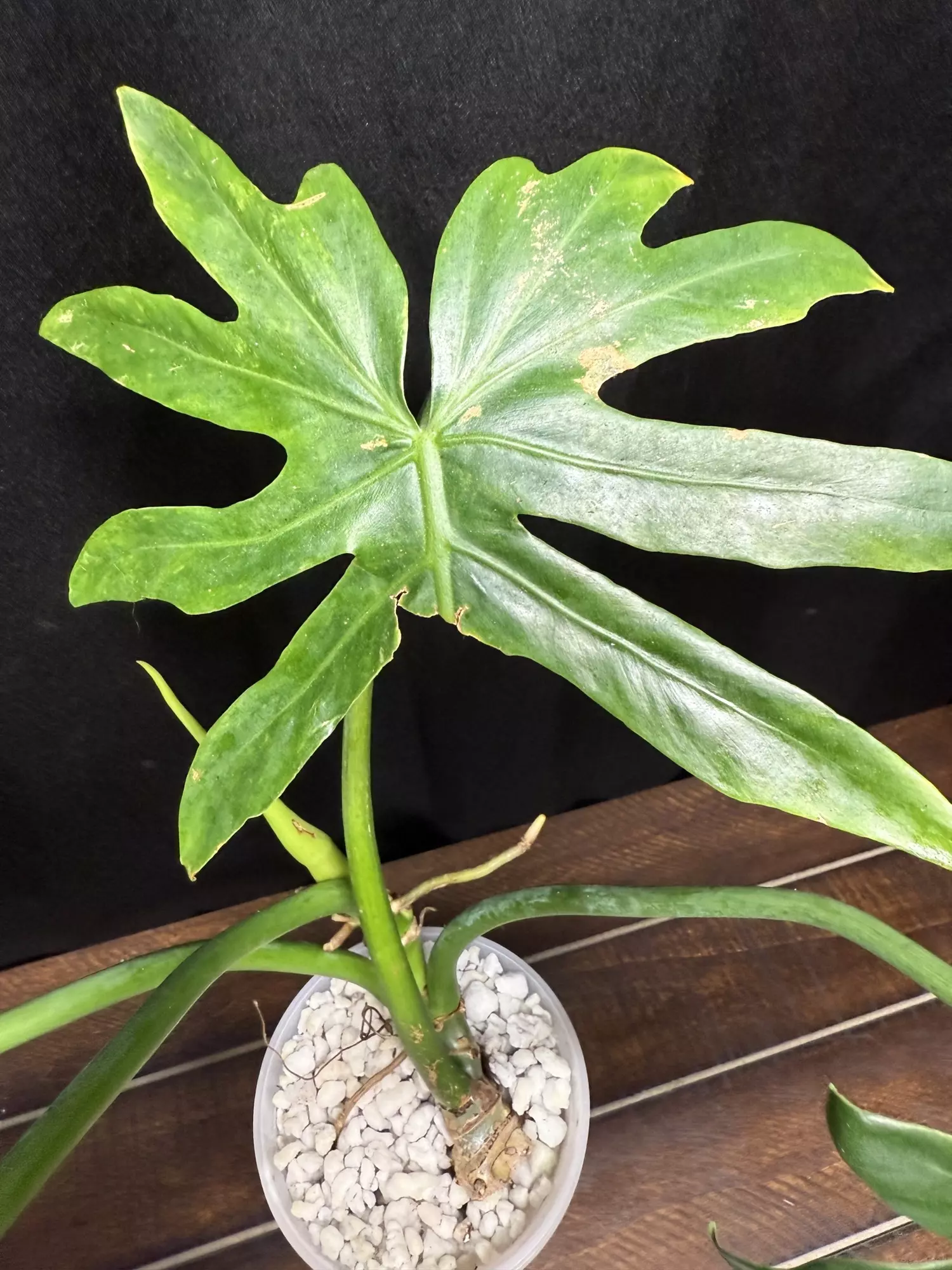 plant/Philodendron Radiatum Variegated-1