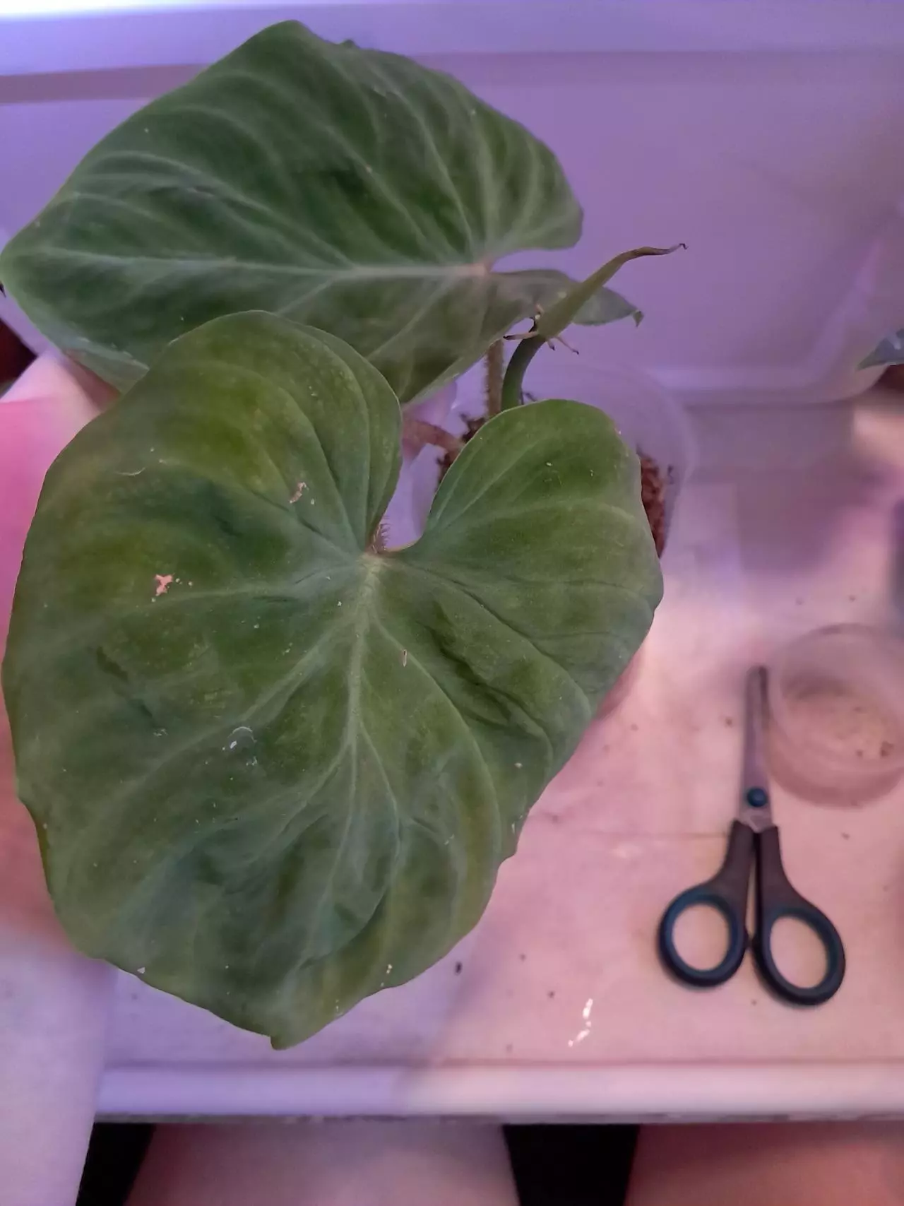 plant/Verrucosum "Melon form!"-0