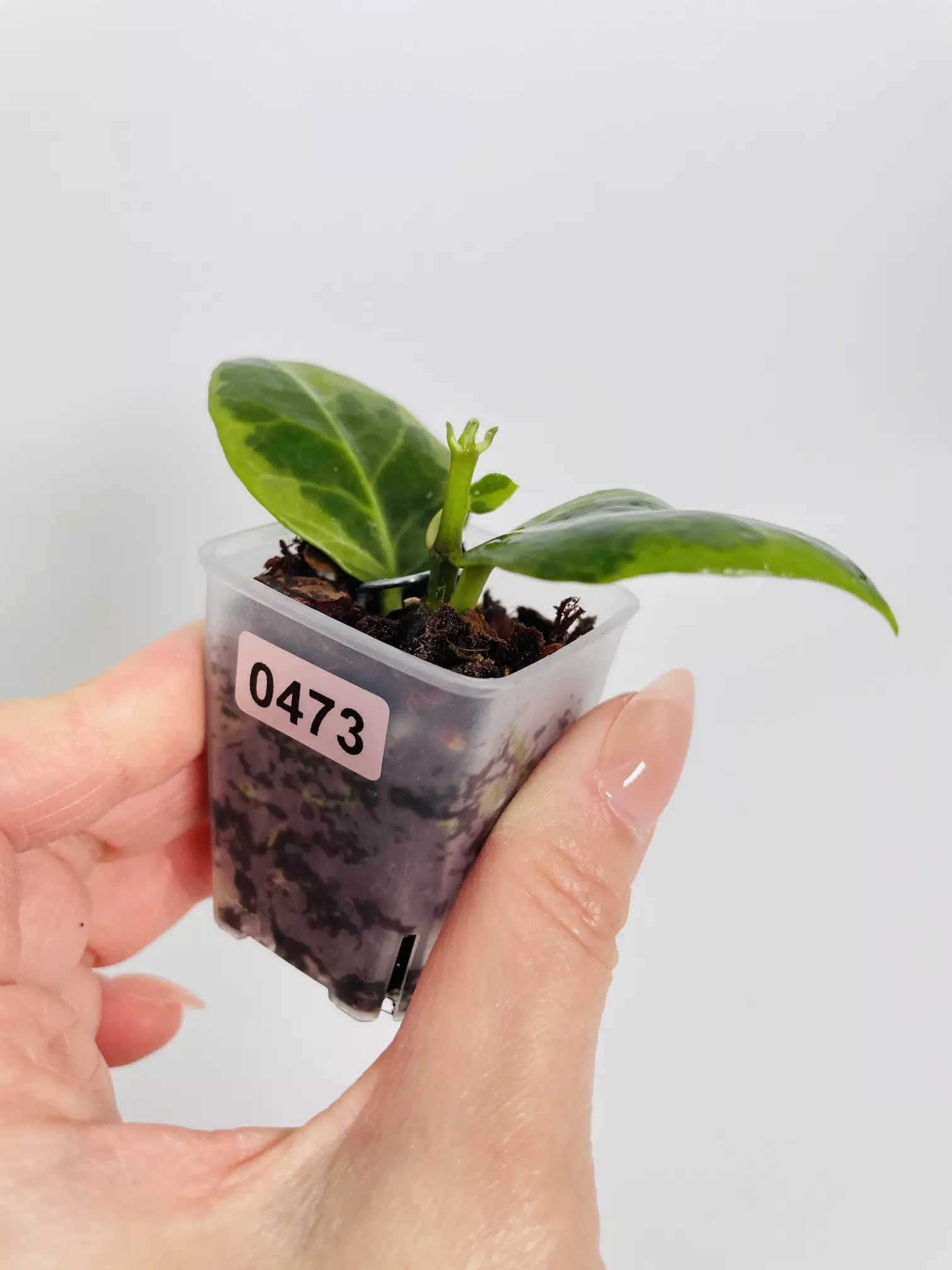 plant/Hoya Obscura Albo (Outer Var.) 0473-1