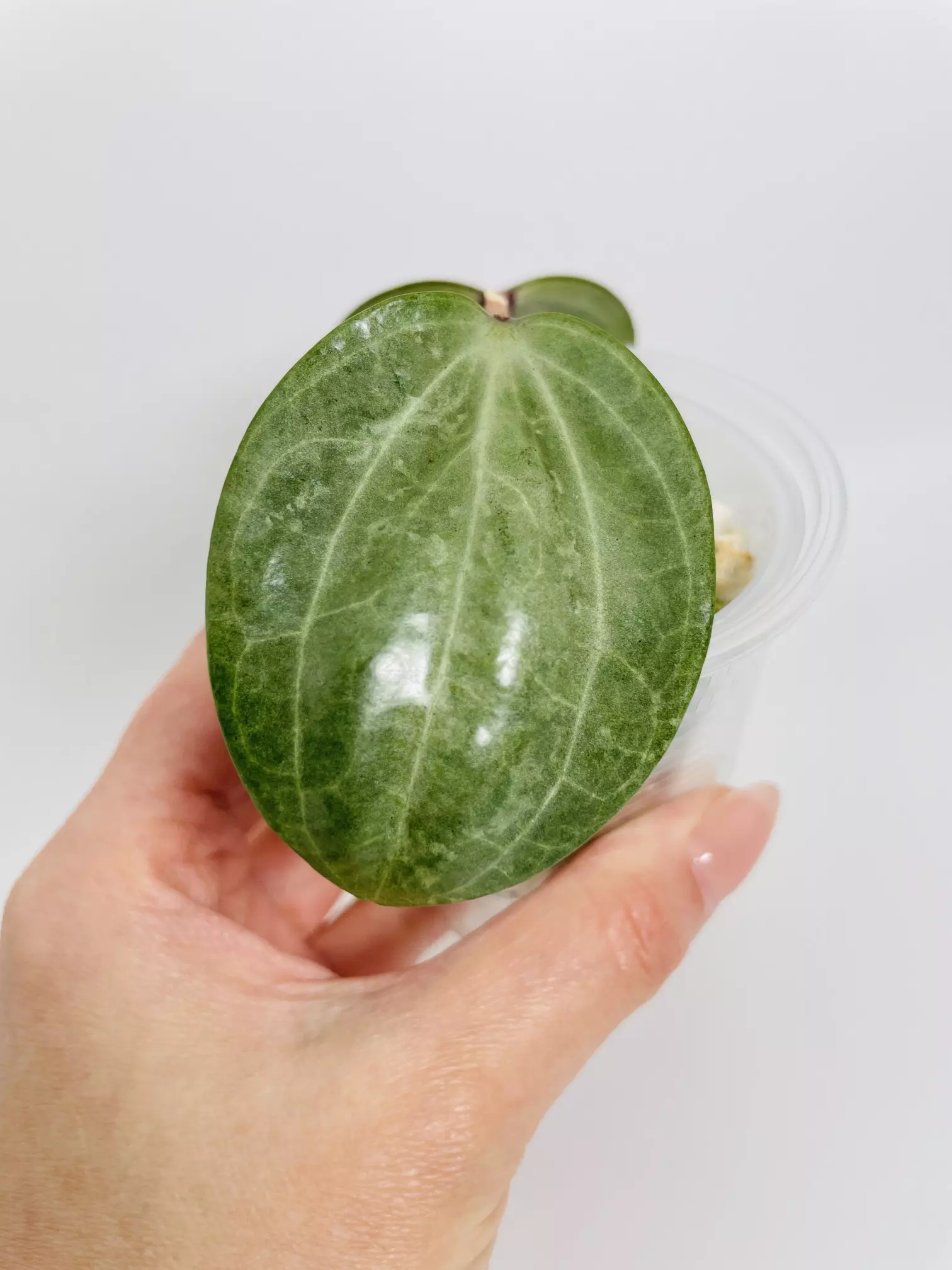 plant/Hoya Latifolia Silver 0543-1